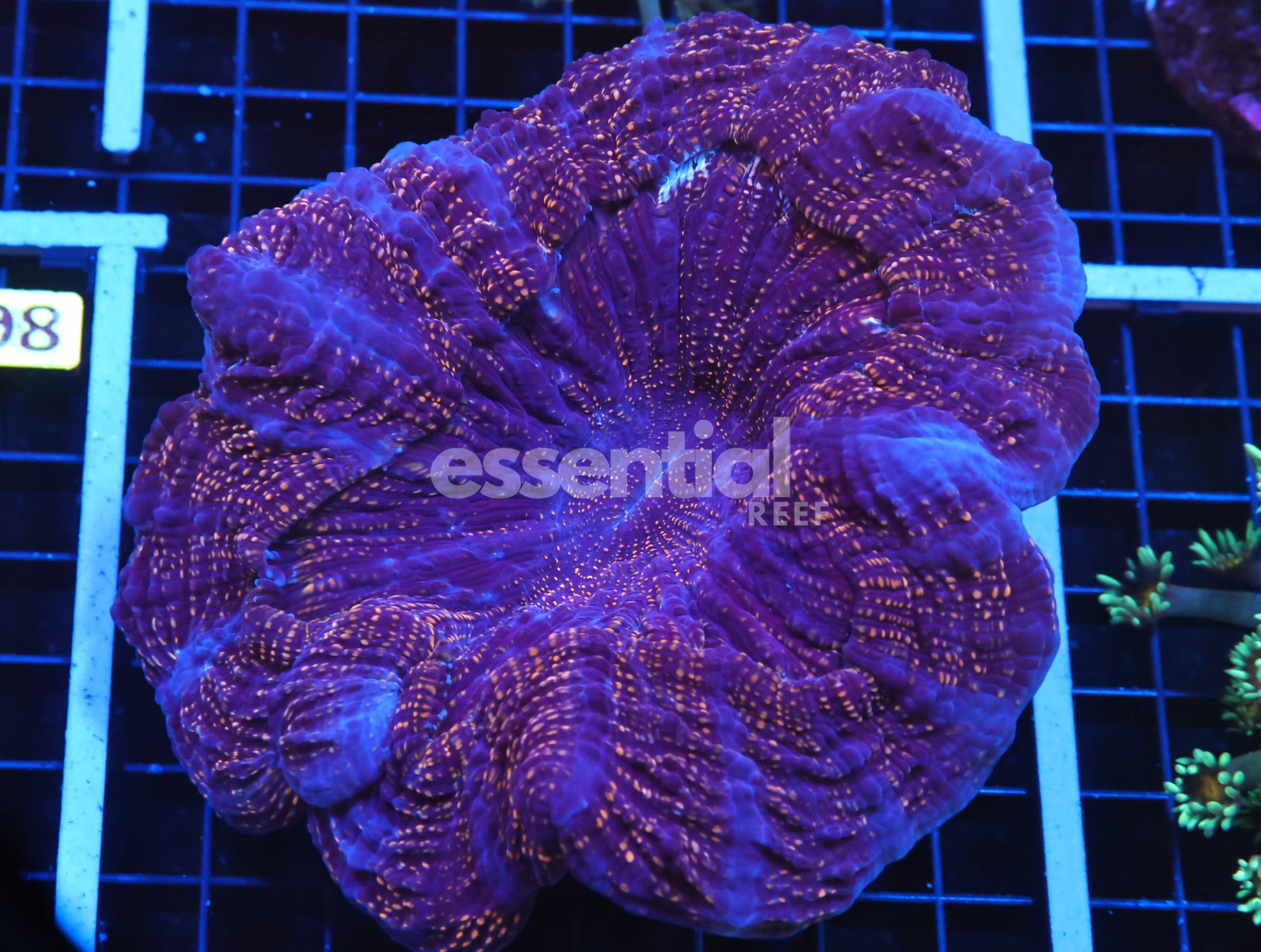 Watermarked - H79 - INDO GOLD DUST ACANTHOPHYLLIA