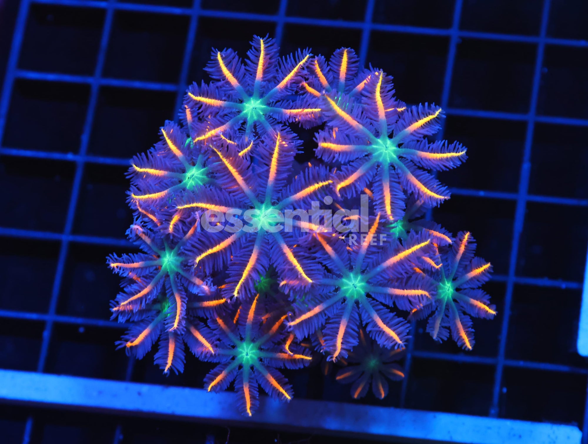 Watermarked - H80 - INDO GLOVE POLYP FIREWORKS