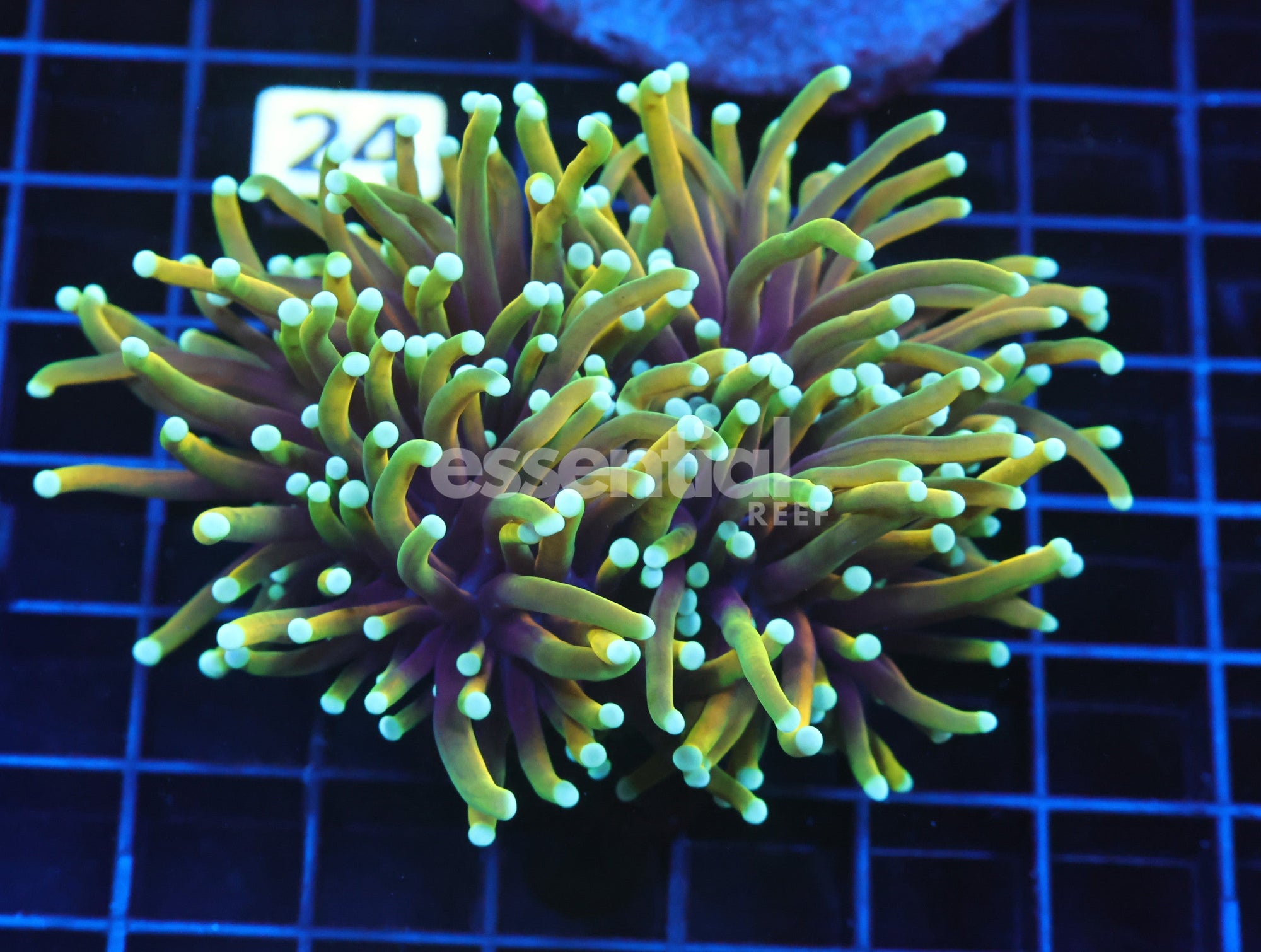 Watermarked - J19 - Indo Torch Hellfire 2 Head