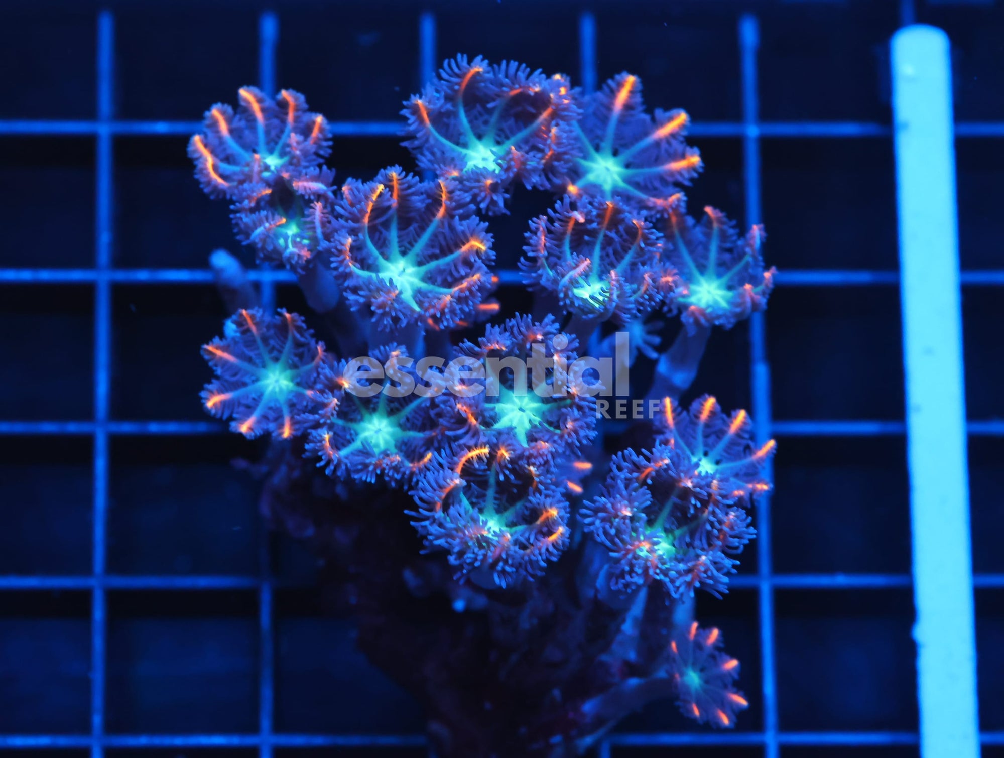 Watermarked - H82 - INDO GLOVE POLYP FIREWORKS