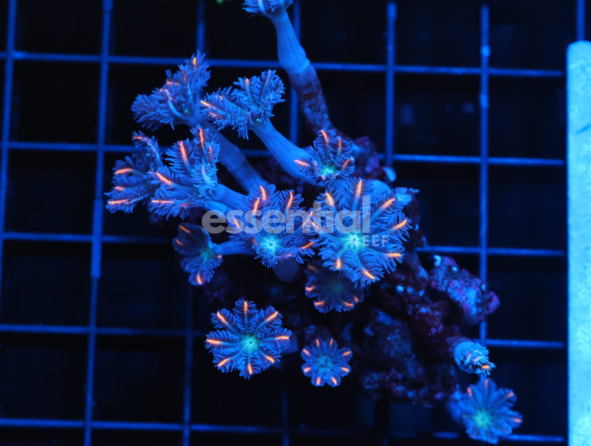 Watermarked - H83 - INDO GLOVE POLYP FIREWORKS