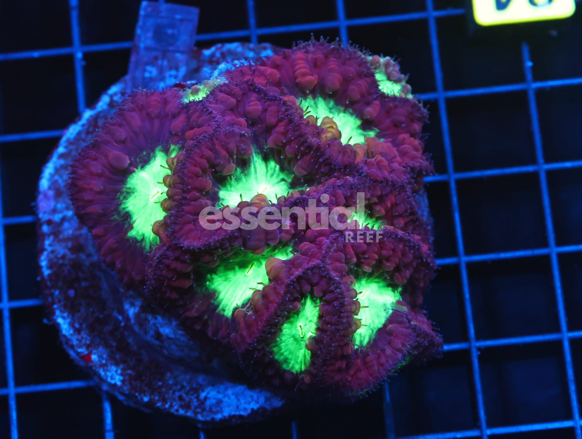 Watermarked - H84 - INDO MAROON RIM NEON EYE BLASTO