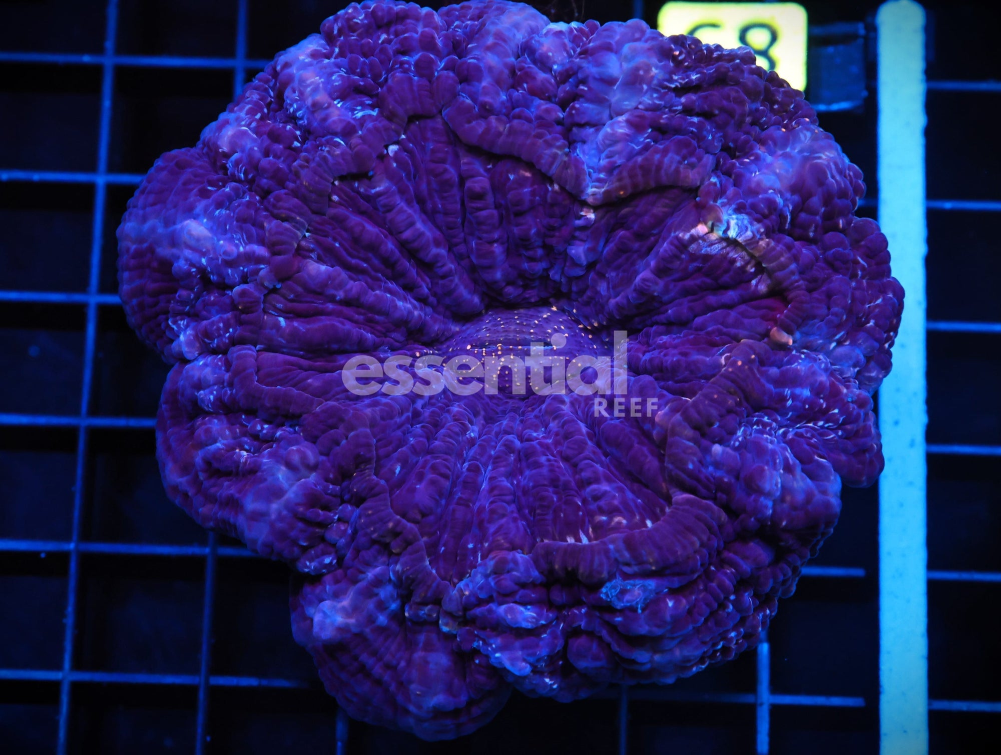 Watermarked - H85 - INDO PURPLE MONSTER ACANTHOPHYLLIA