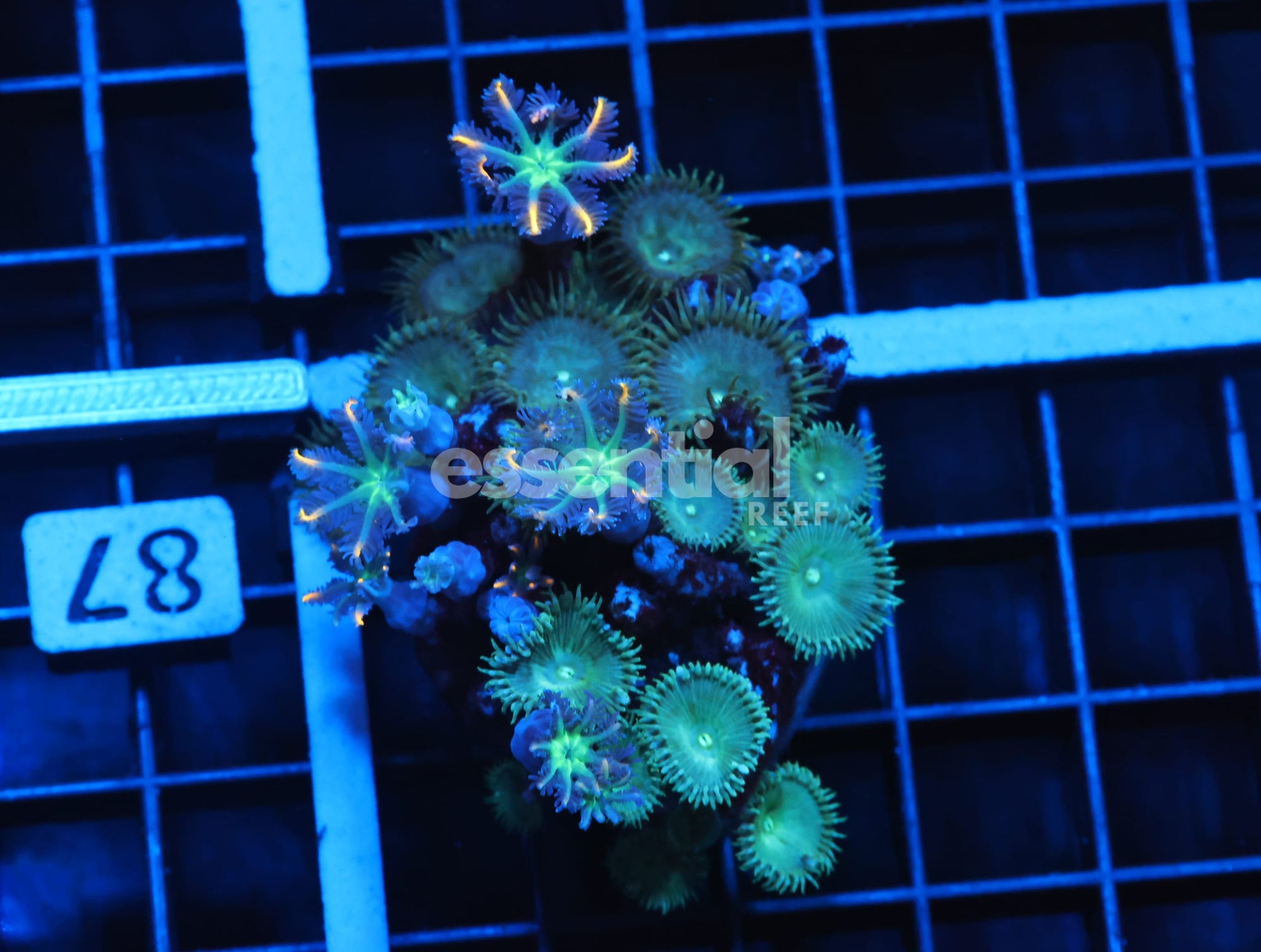 Watermarked - H86 - INDO GLOVE POLYP ZOA COMBO