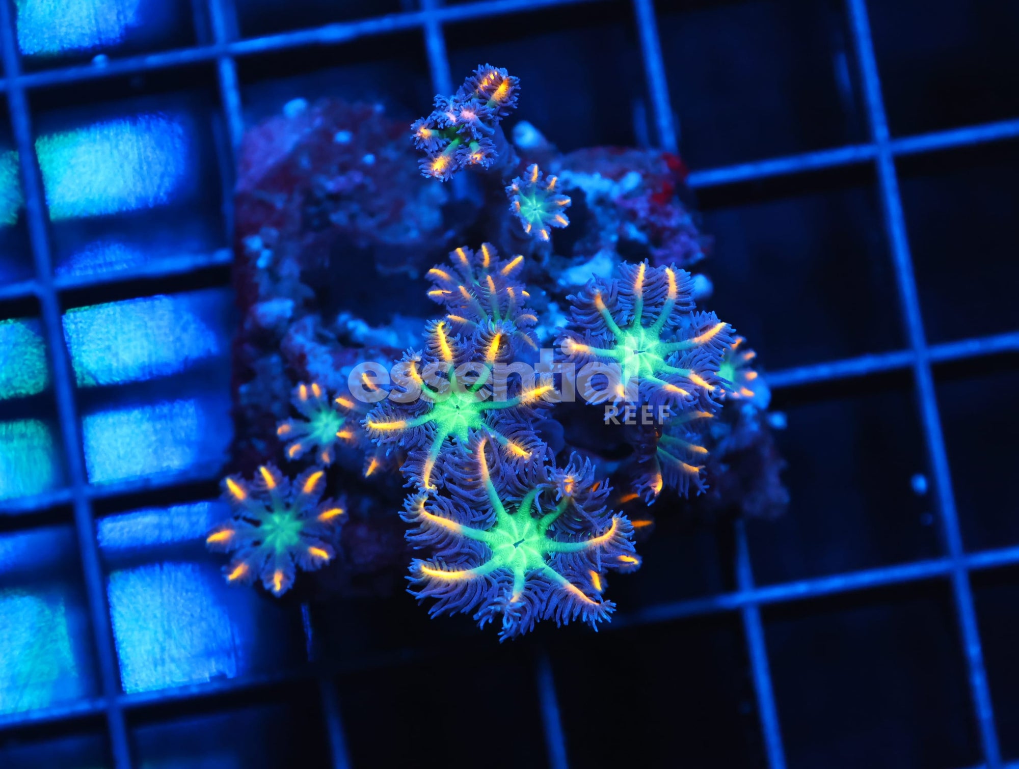Watermarked - H87 - INDO GLOVE POLYP FIREWORKS