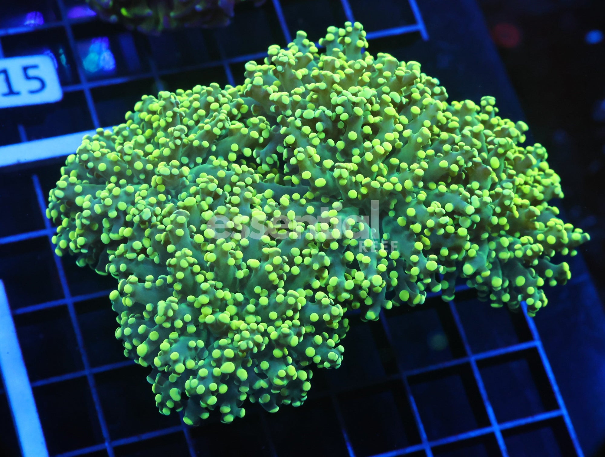 Watermarked - J10 - Indo Frogspawn Branch Gamma Ray 4 Head