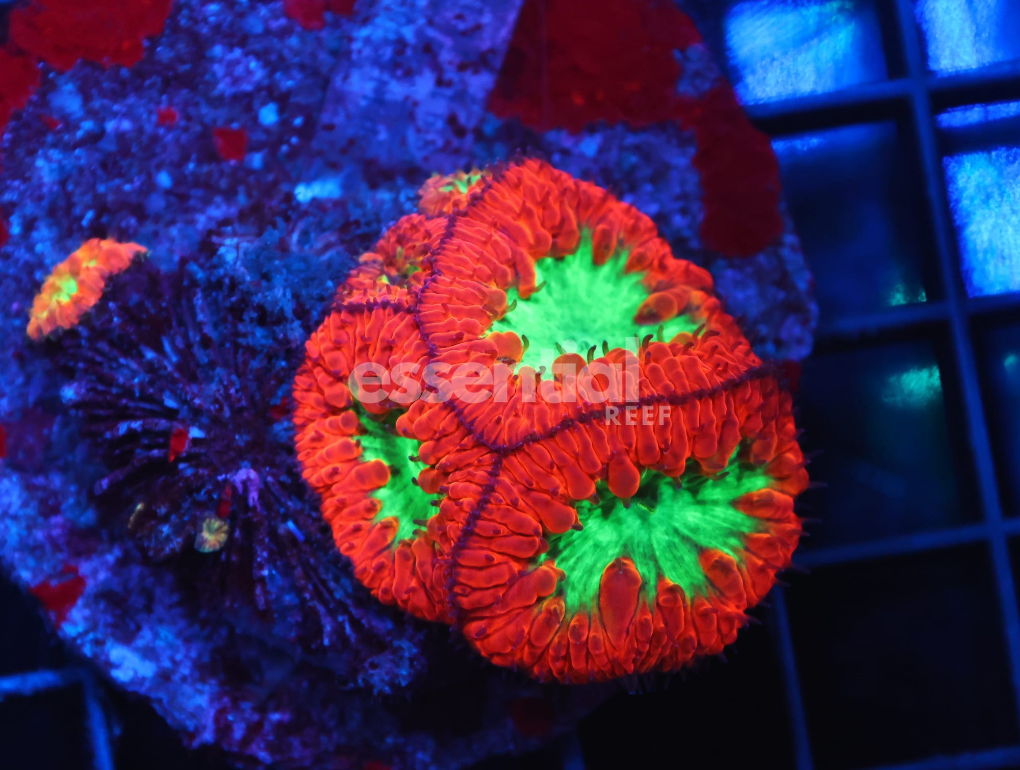 Watermarked - H89 - INDO CRIMSON GLOWLIGHT BLASTO