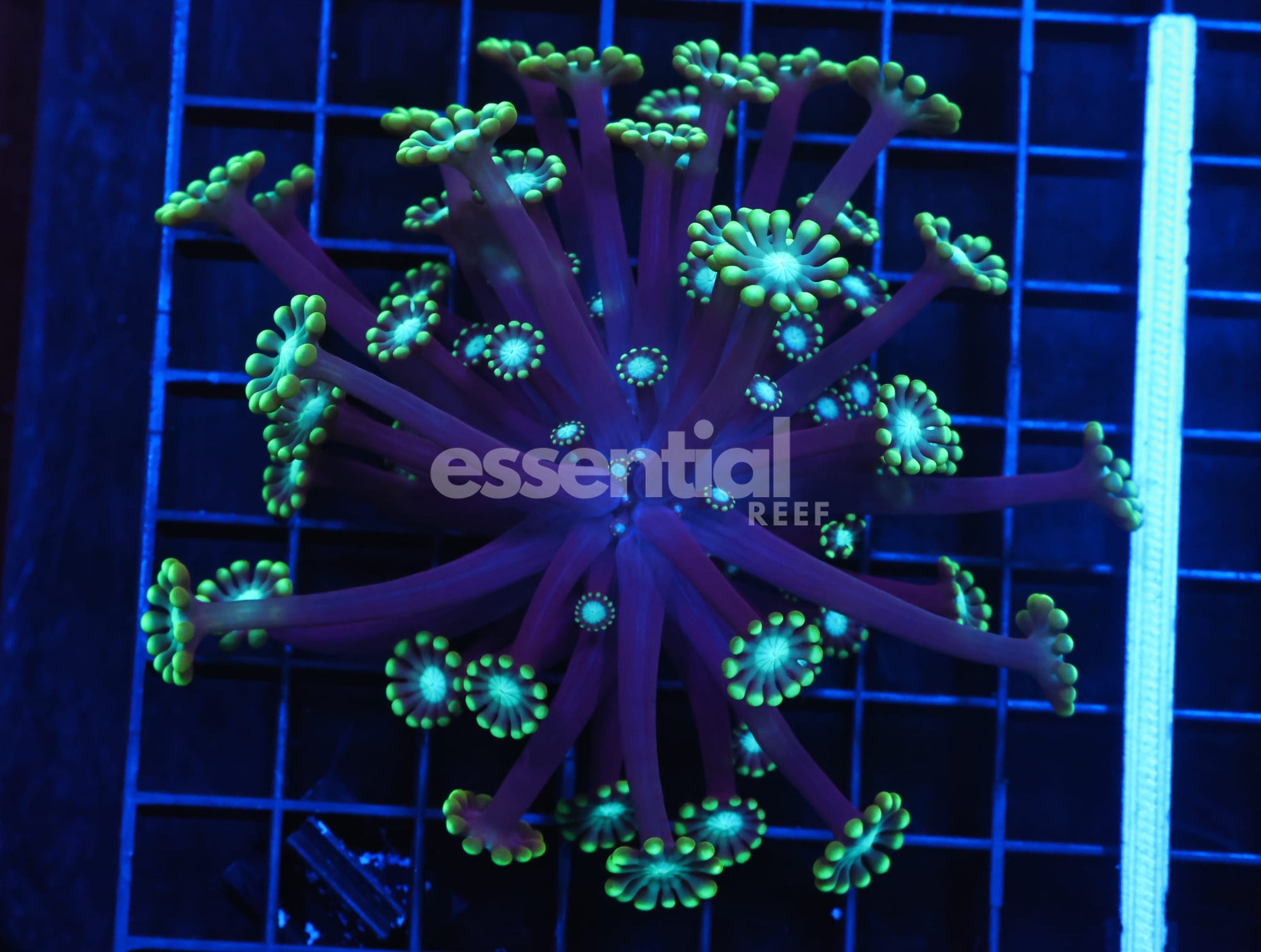 Watermarked - H90 - INDO METALLIC TIP ALVEOPORA