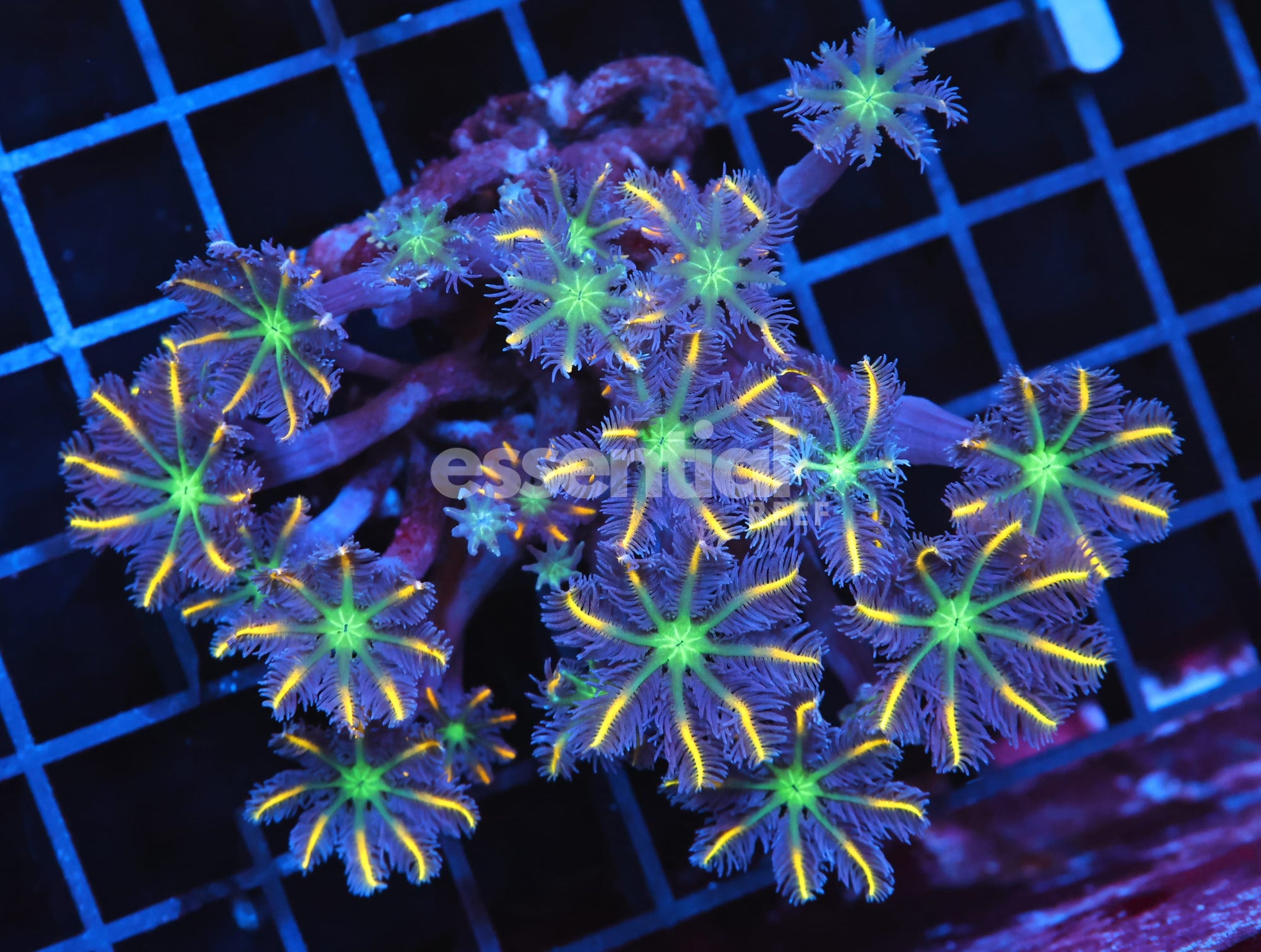 Watermarked - H92 - INDO GLOVE POLYP FIREWORKS