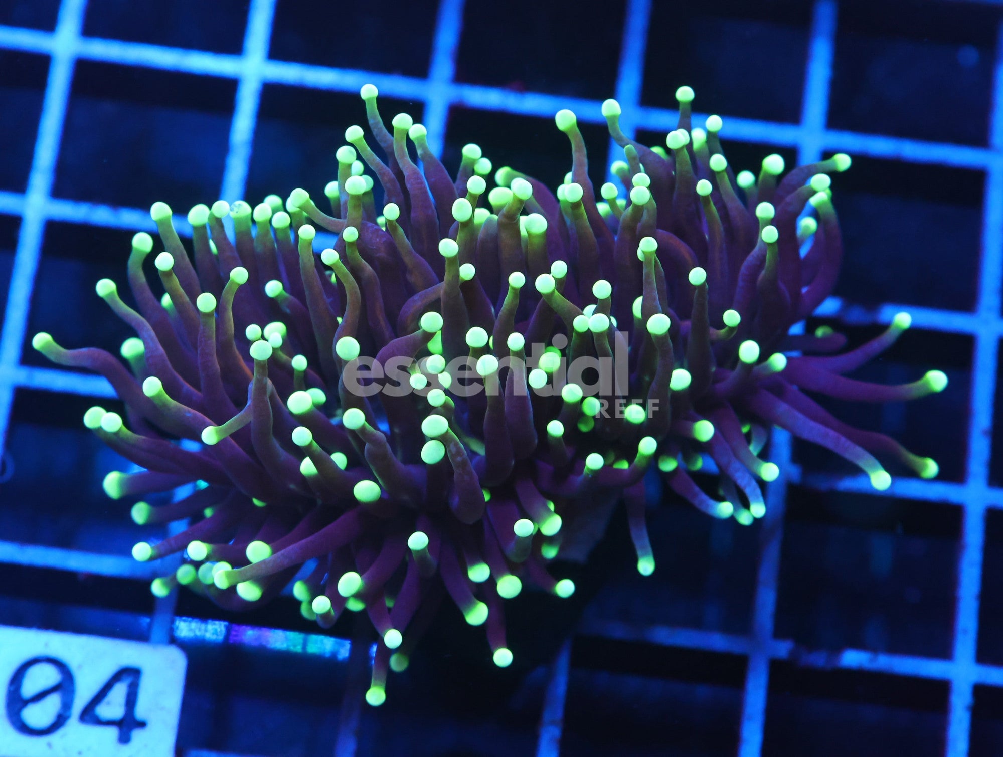 Watermarked - J104 - INDO TORCH DRAGON SOUL 2 HEAD