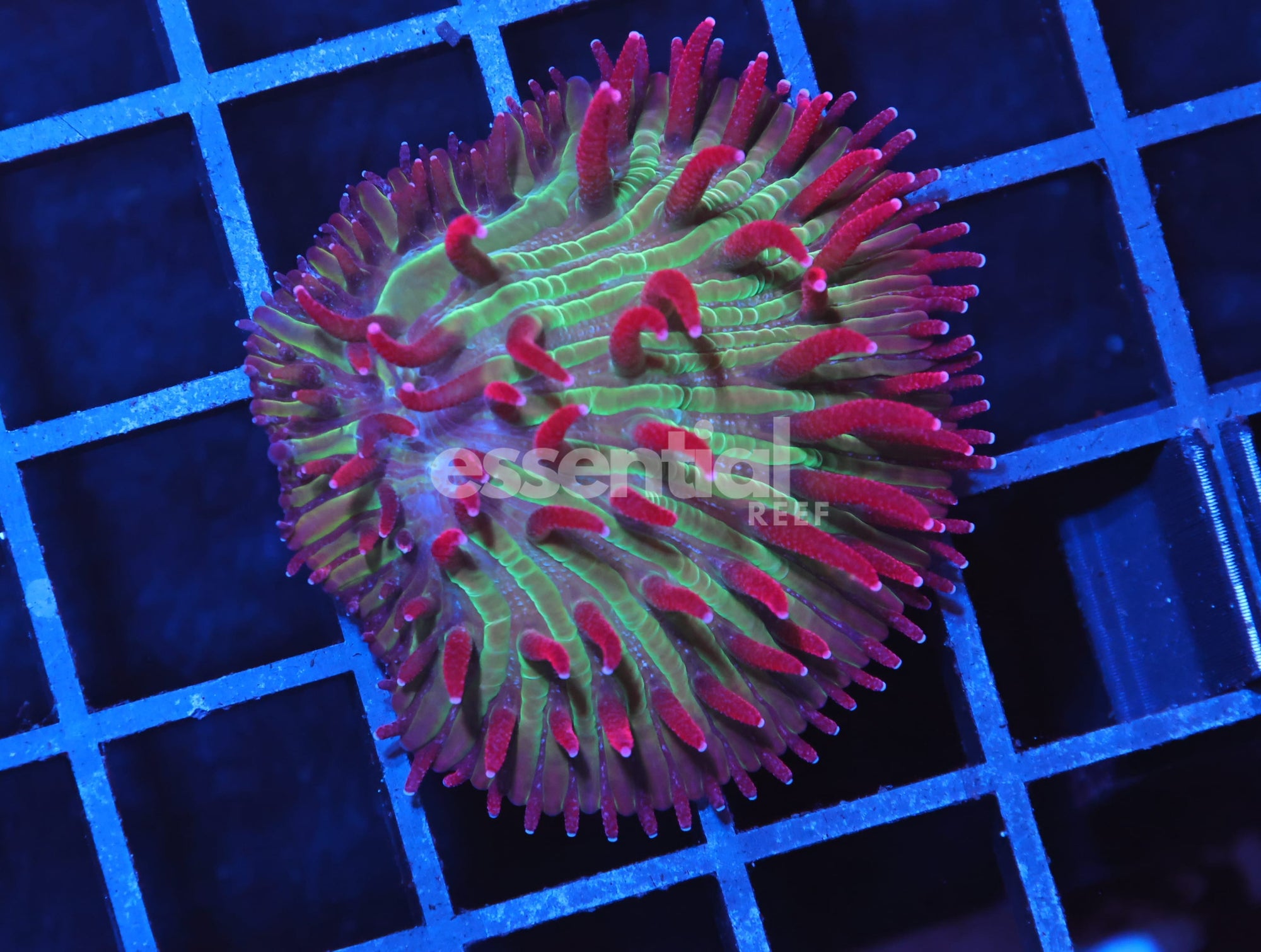 Watermarked - H95 - INDO WATERMELON JOLLY RANCHER DIASERIS
