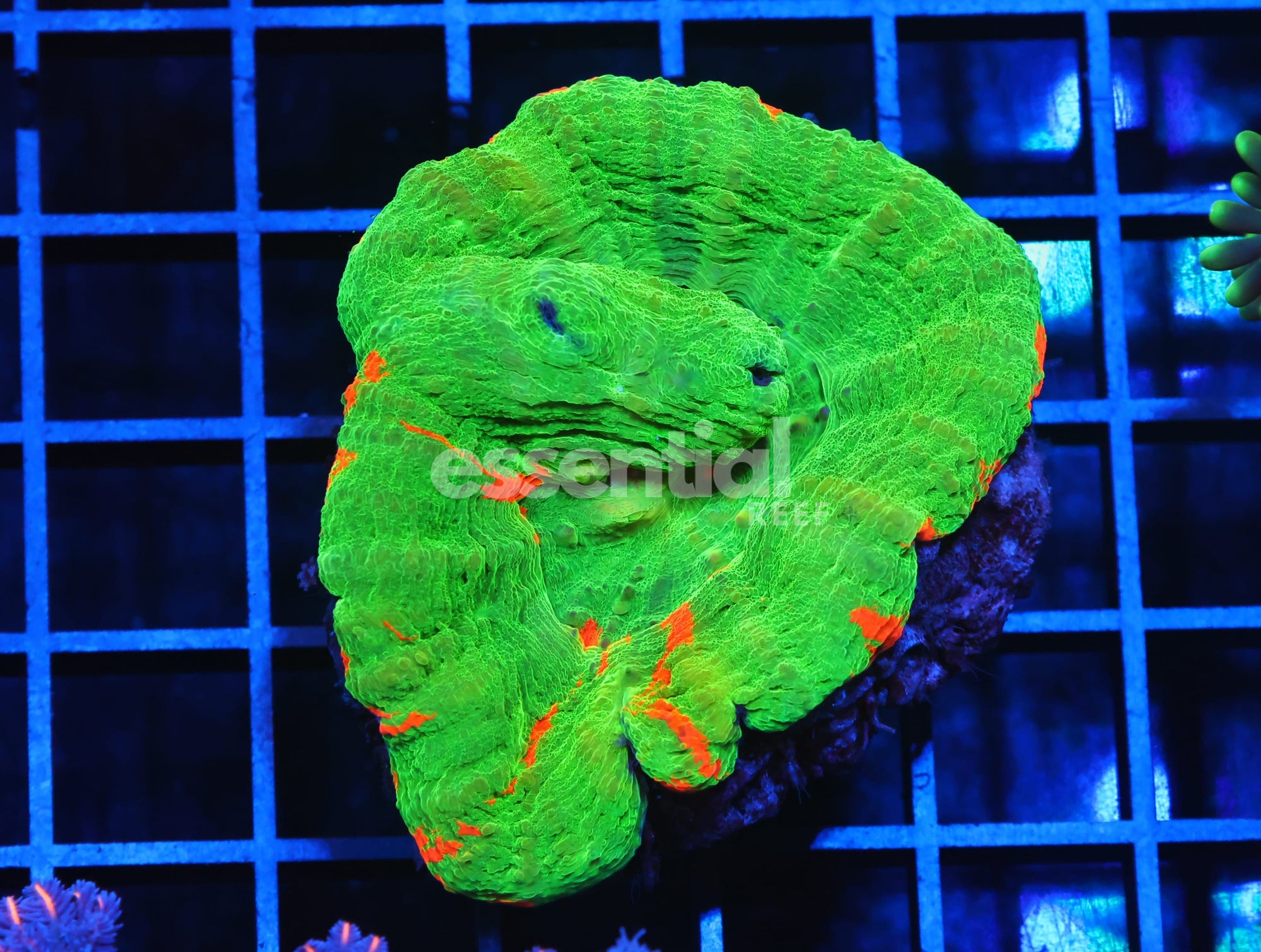 Watermarked - H96 - AUSSIE BLEEDING APPLE SCOLYMIA AUSTRALIS