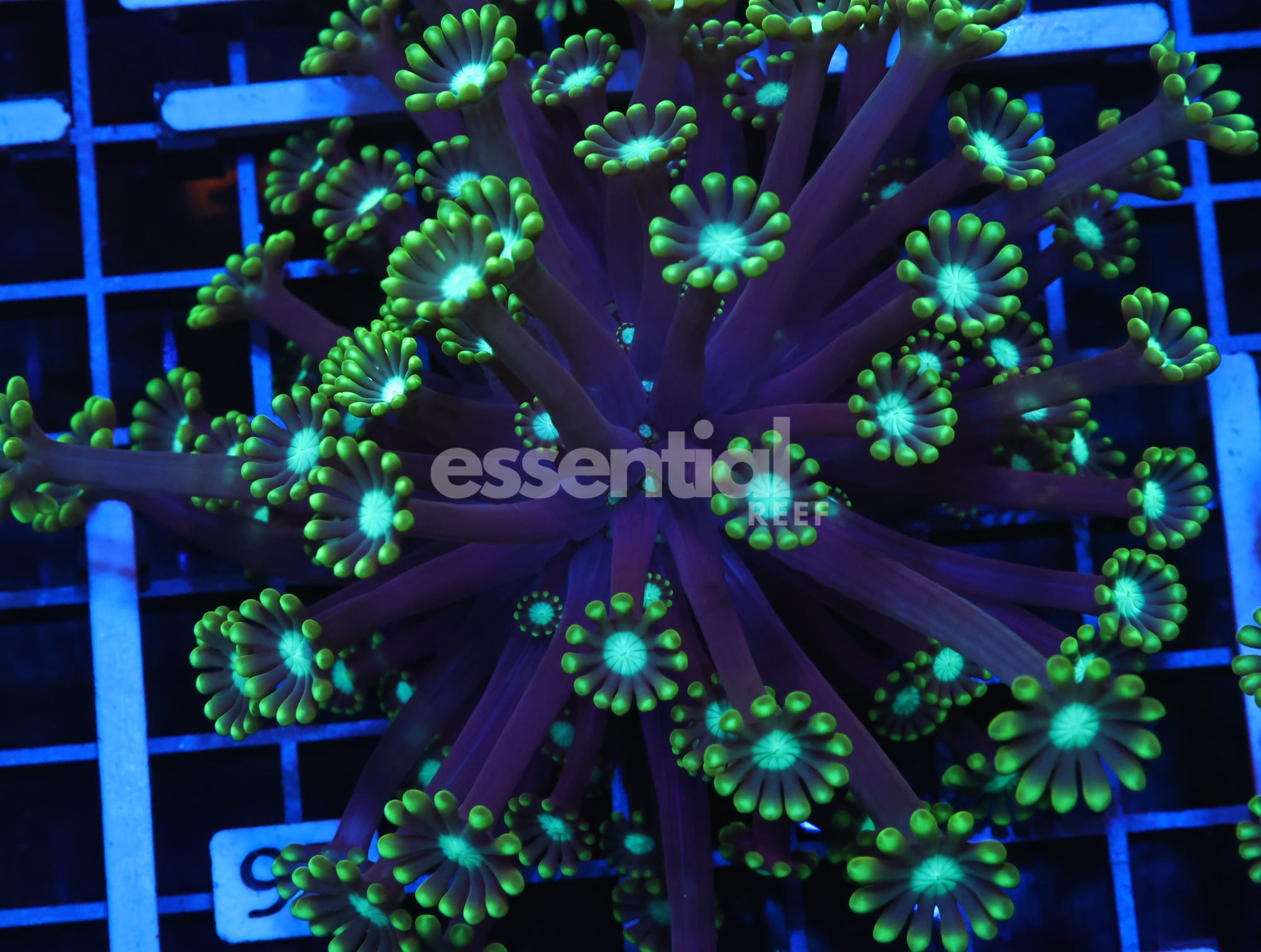 Watermarked - H97 - INDO METALLIC TIP ALVEOPORA