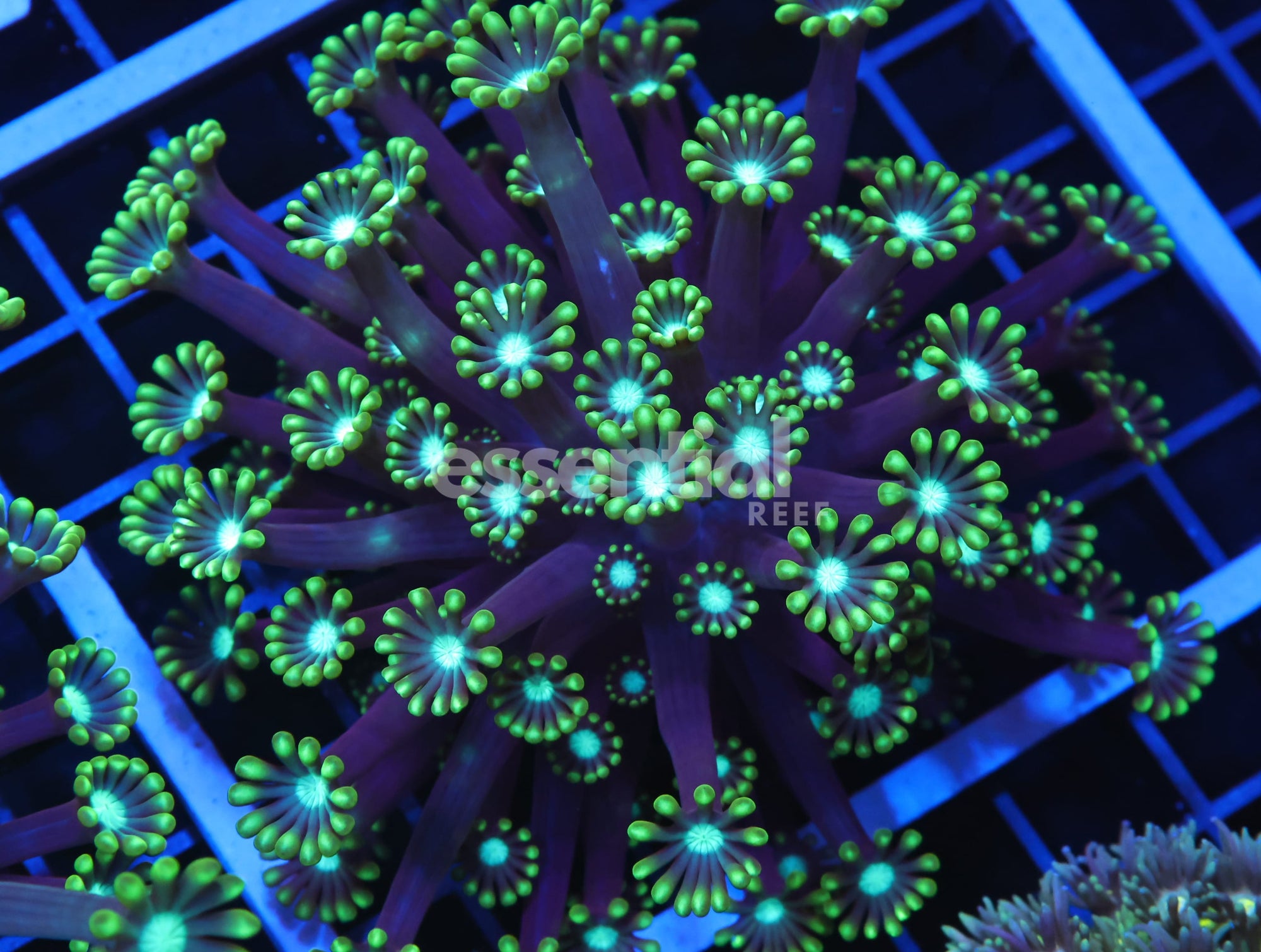 Watermarked - H98 - INDO METALLIC TIP ALVEOPORA