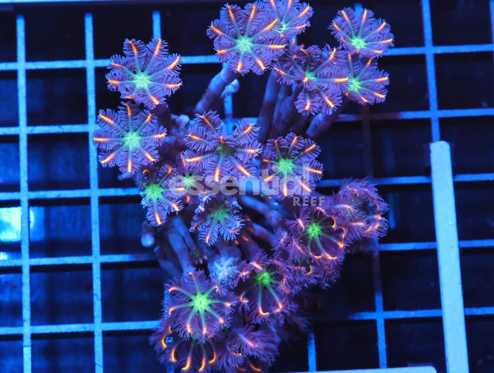 Watermarked - H99 - INDO GLOVE POLYP FIREWORKS