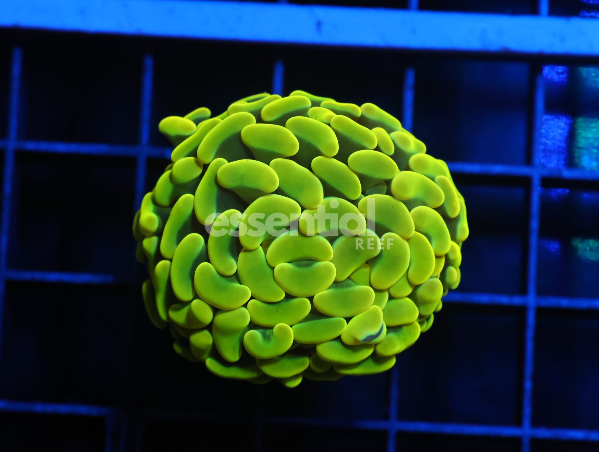Watermarked - J01 - AUSSIE HAMMER THICK BRANCH YELLOW 1 HEAD