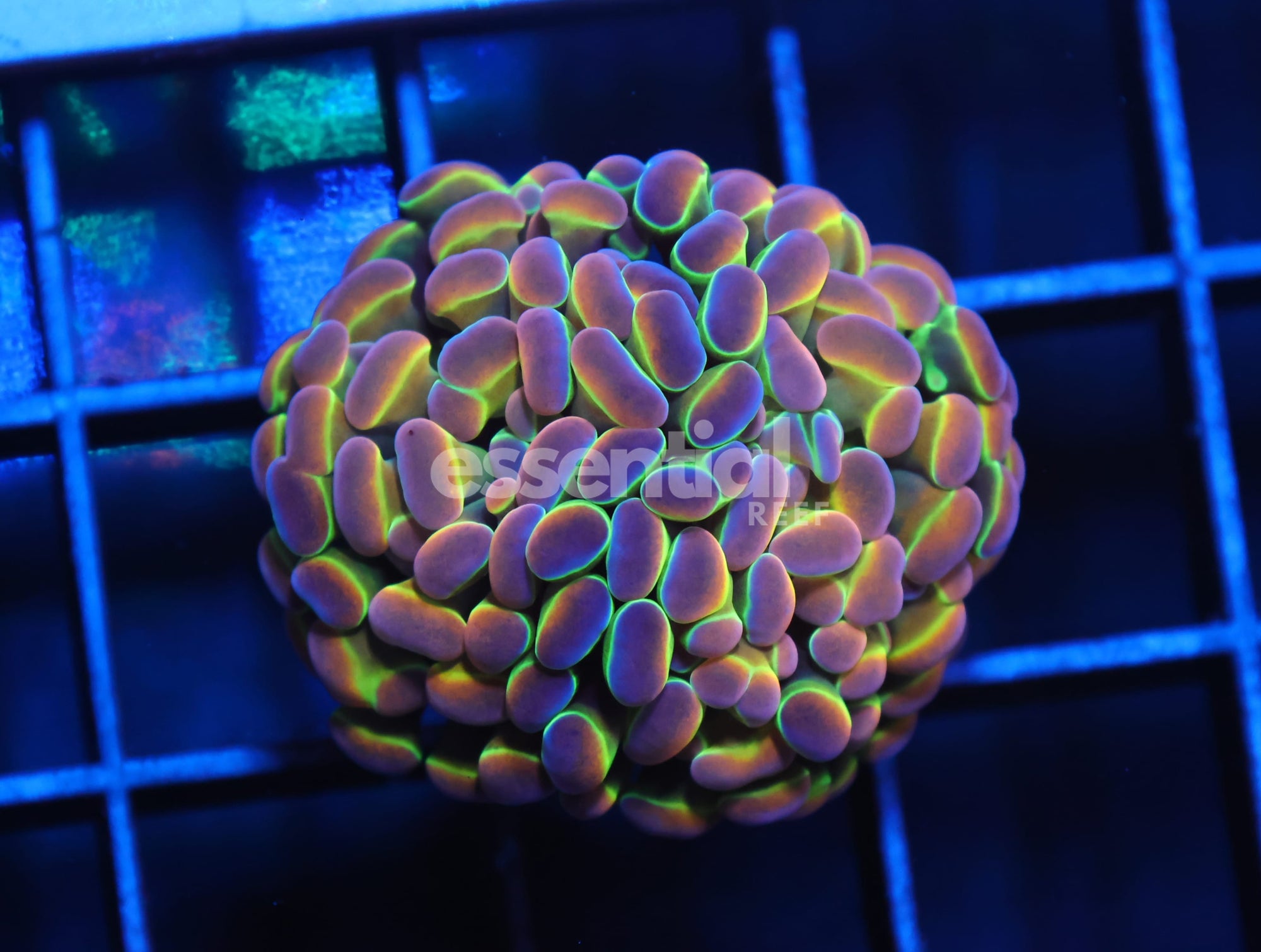 Watermarked - J02 - INDO HAMMER BRANCH TRUE HOLOGRAM 1 HEAD