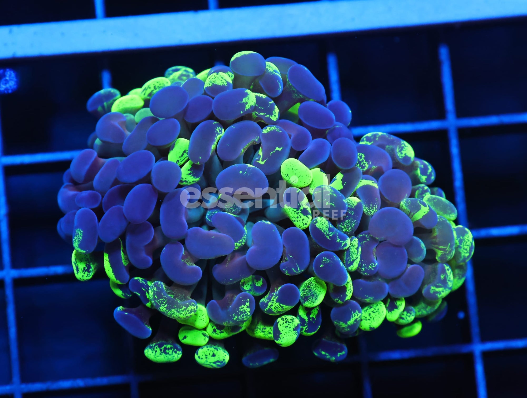 Watermarked - J03 - INDO HAMMER BRANCH SPLATTER 2 HEAD
