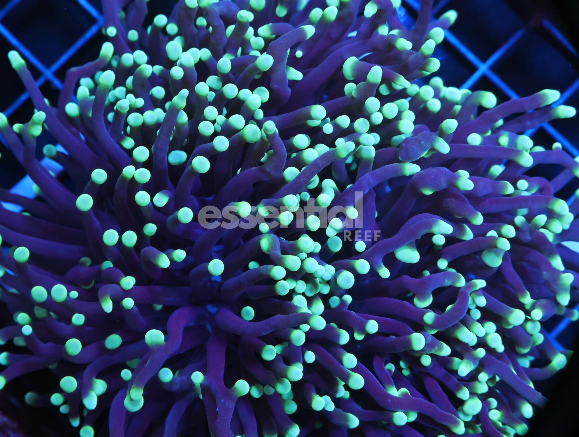 Watermarked - J04 - AUSSIE TORCH GREEN TIP PURPLE 3 HEAD