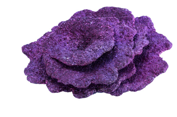 Plate Coral "Mixed Size 10 Pack" (10 Pcs)