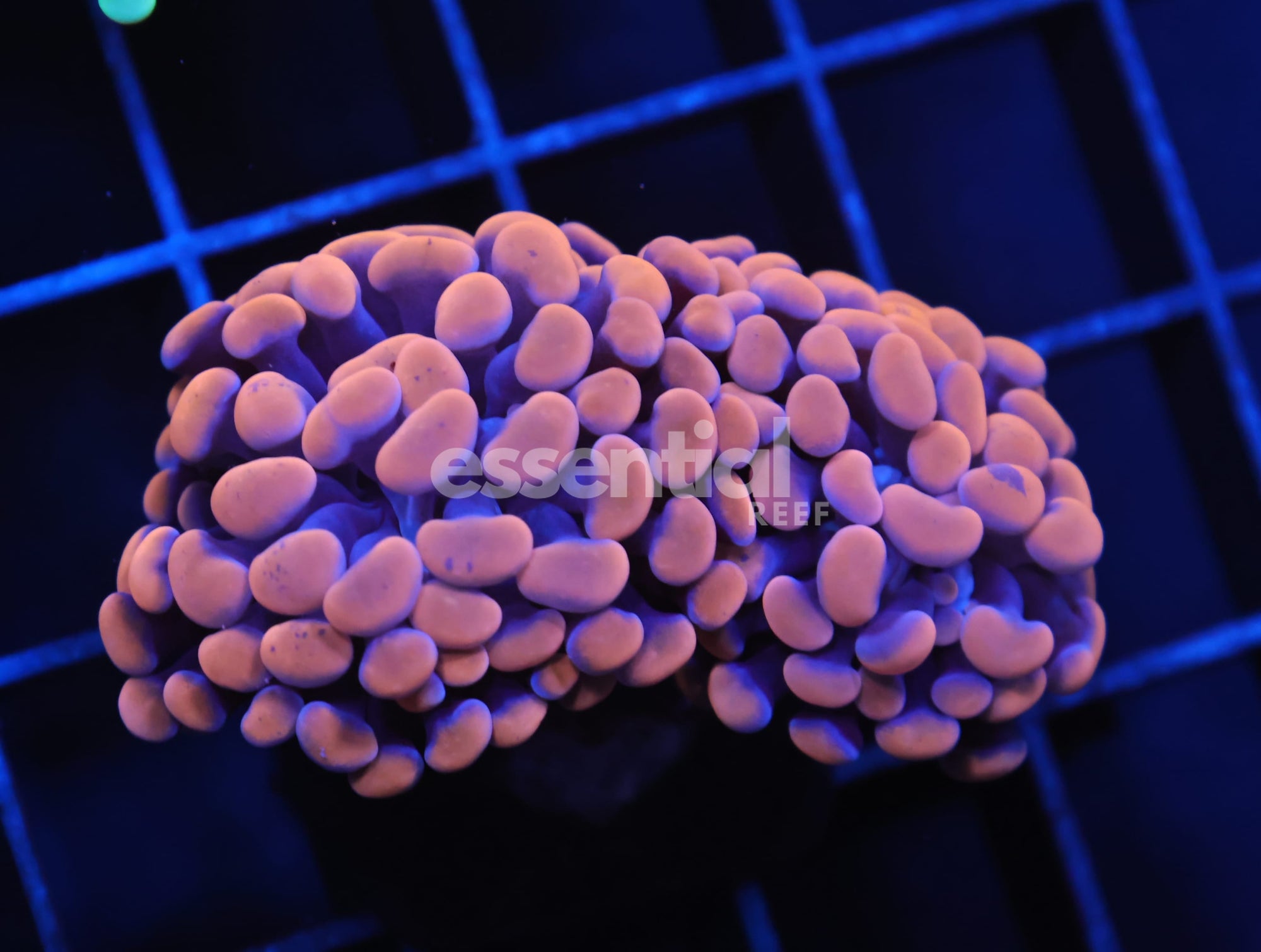 Watermarked - J05 - INDO HAMMER BRANCH ORANGE 2 HEAD