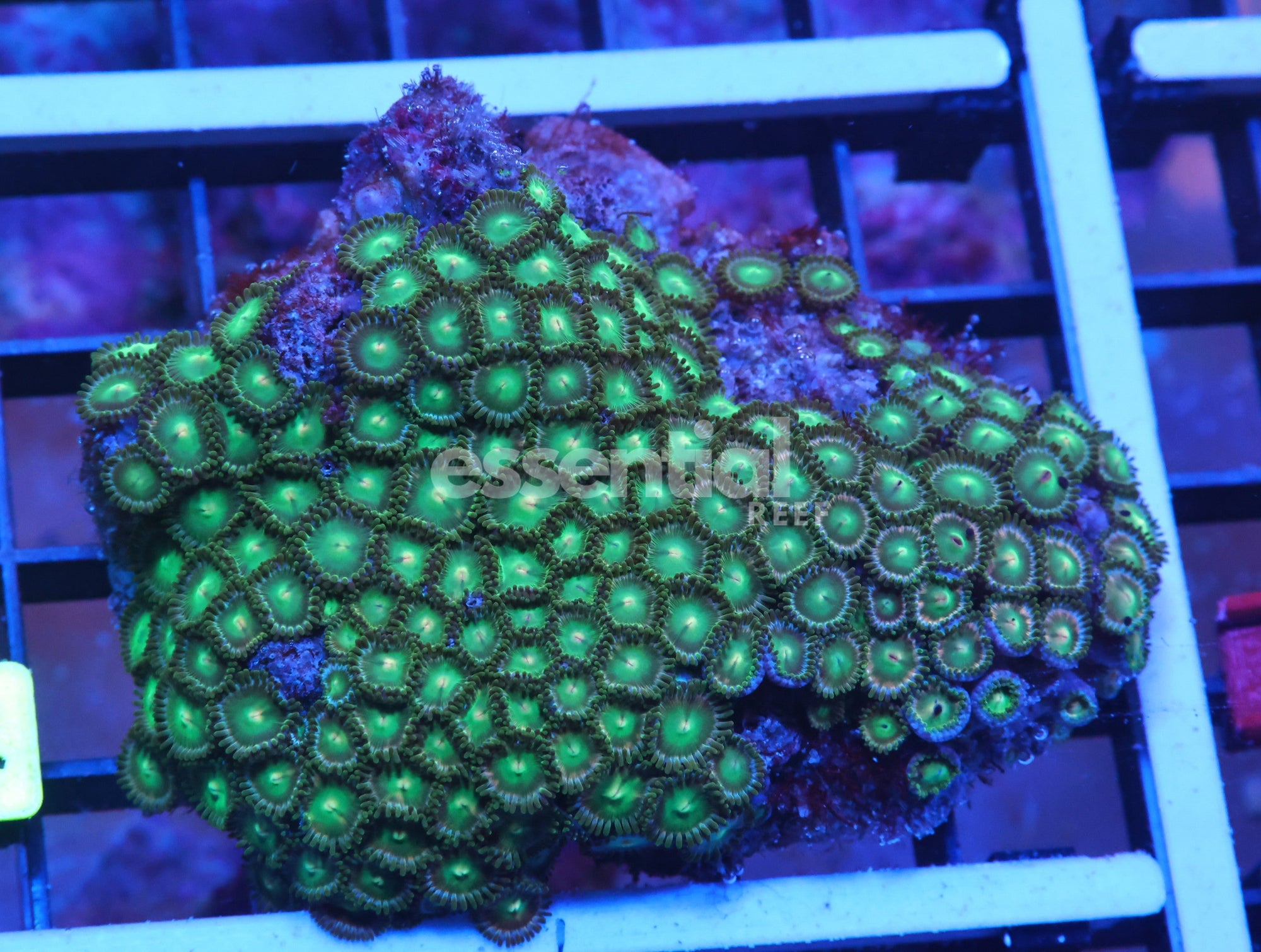 Watermarked - K14 - Indo Apple Eye Zoa