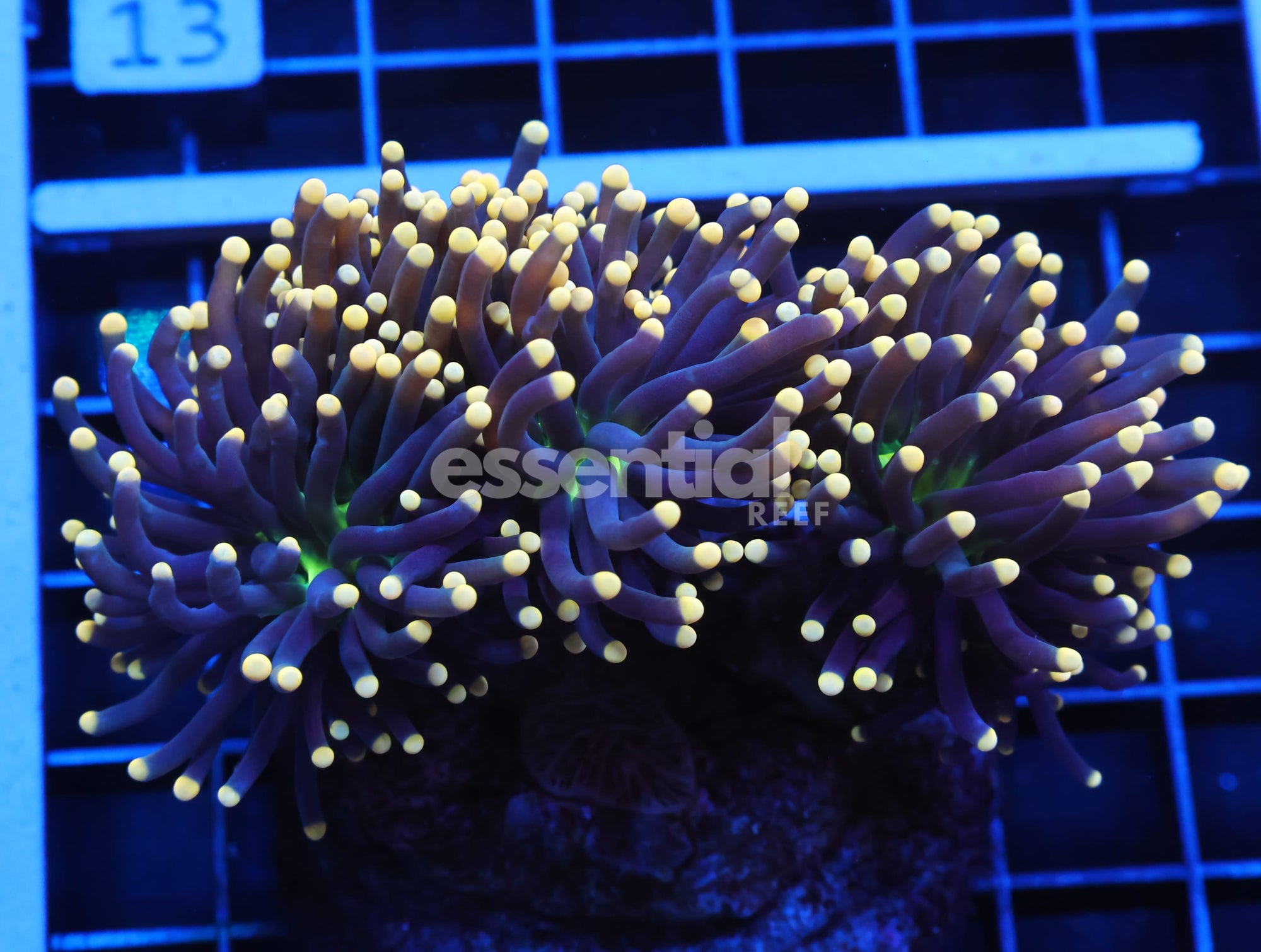 Watermarked - J08 - INDO TORCH BLACK LIGHT 3 HEAD