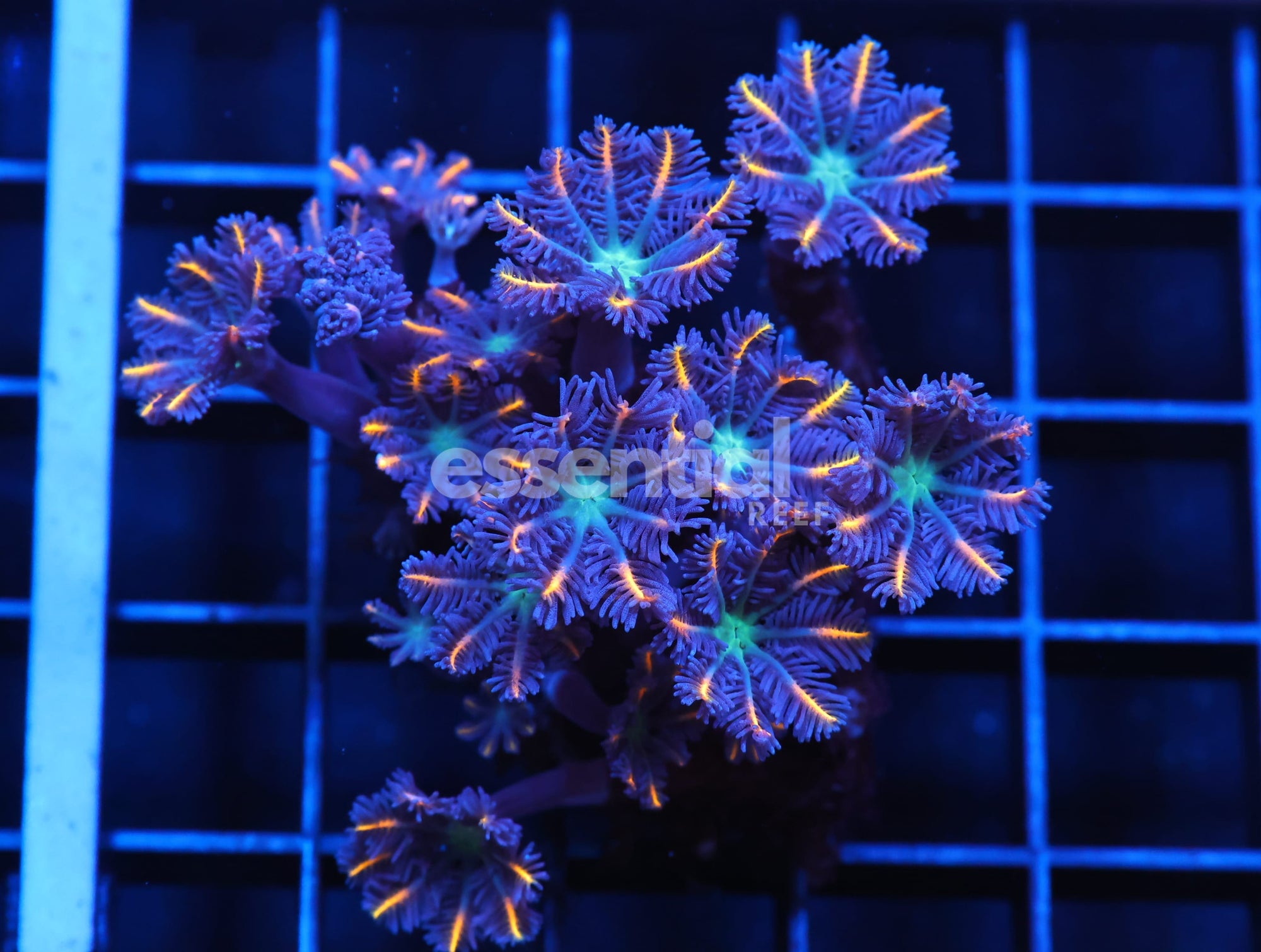Watermarked - J09 - INDO GLOVE POLYP FIREWORKS