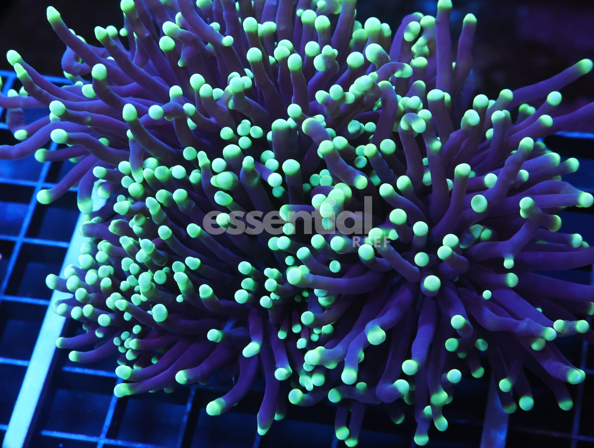 Watermarked - J10 - AUSSIE TORCH GREEN TIP PURPLE 3 HEAD