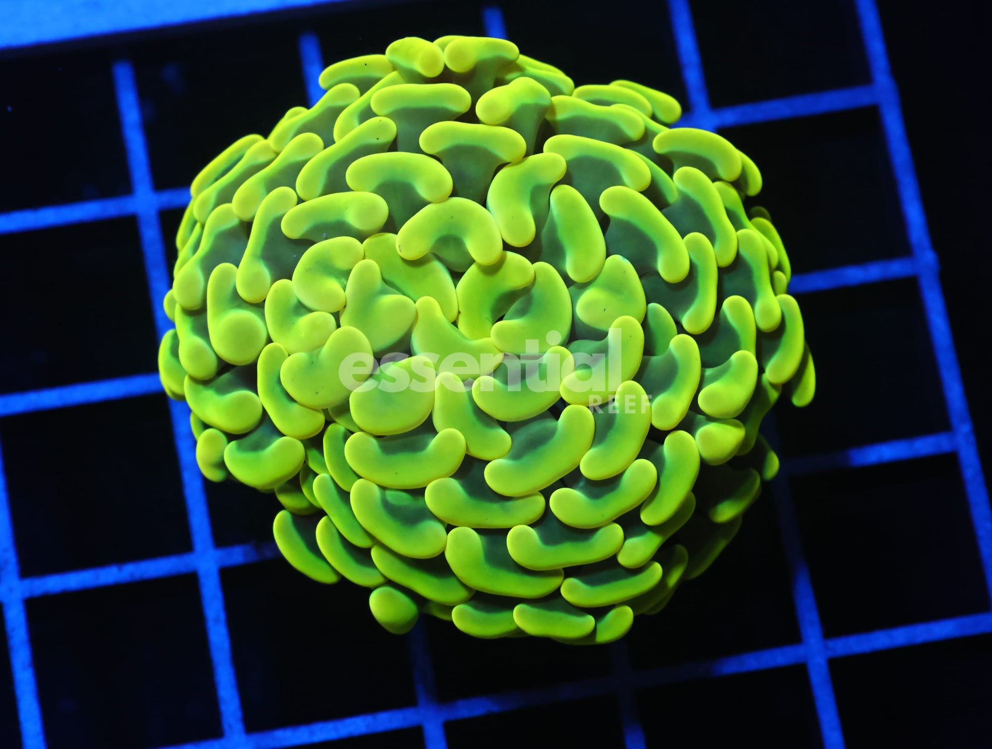 Watermarked - J100 - AUSSIE HAMMER THICK BRANCH YELLOW 1 HEAD