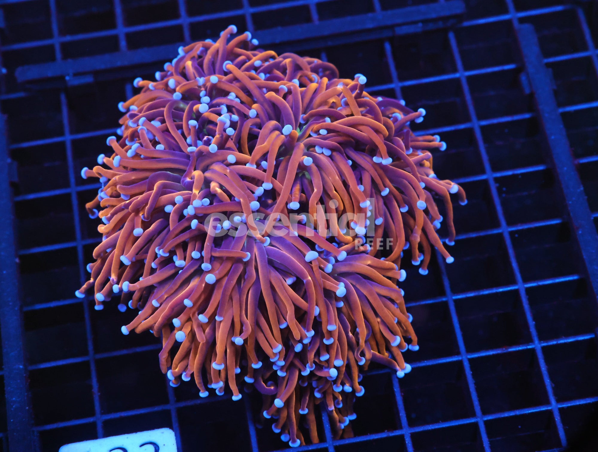 Watermarked - J122 - INDO TORCH GOLD VARIANT 4 HEAD