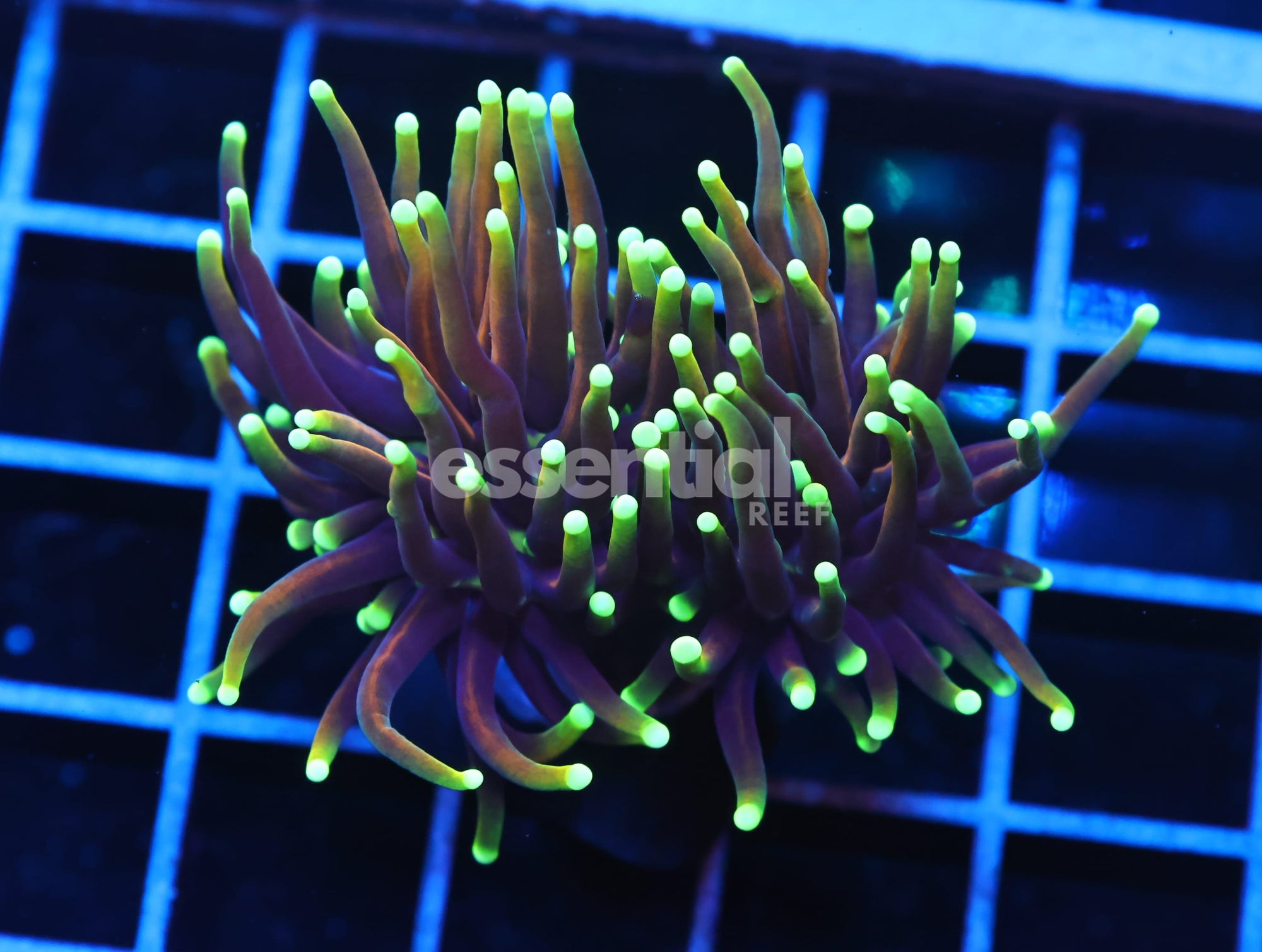 Watermarked - J103 - INDO TORCH DRAGON SOUL 2 HEAD
