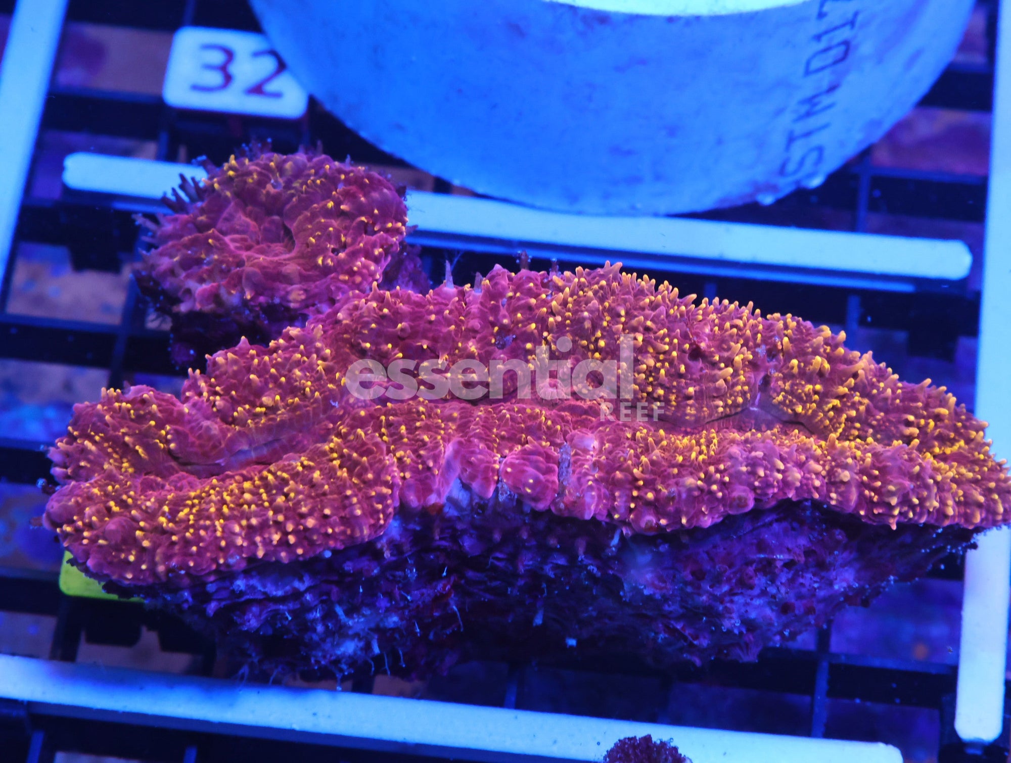 Watermarked - K27 - Indo Rose Gold Carpet Lobo