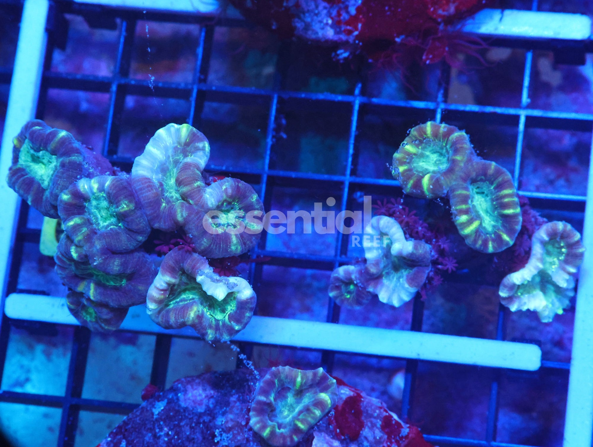 Watermarked - K08 - INDO BLUES TRUMPET CORAL 2PK