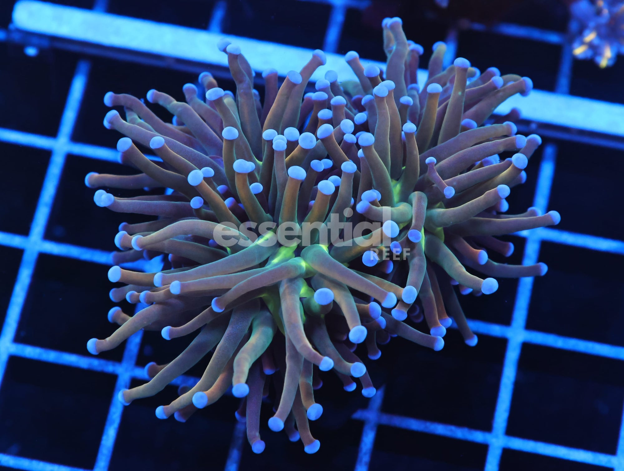Watermarked - J107 - INDO TORCH GRAIL VARIANT 2 HEAD