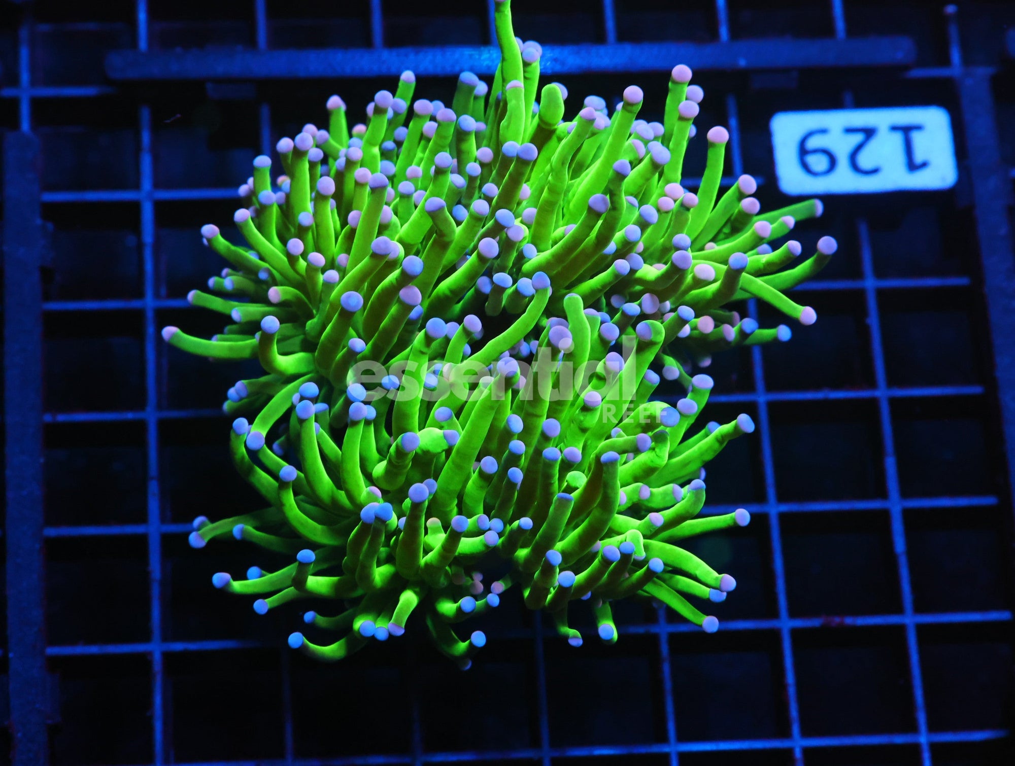 Watermarked - J129 - Indo Torch Green Variant 3 Head