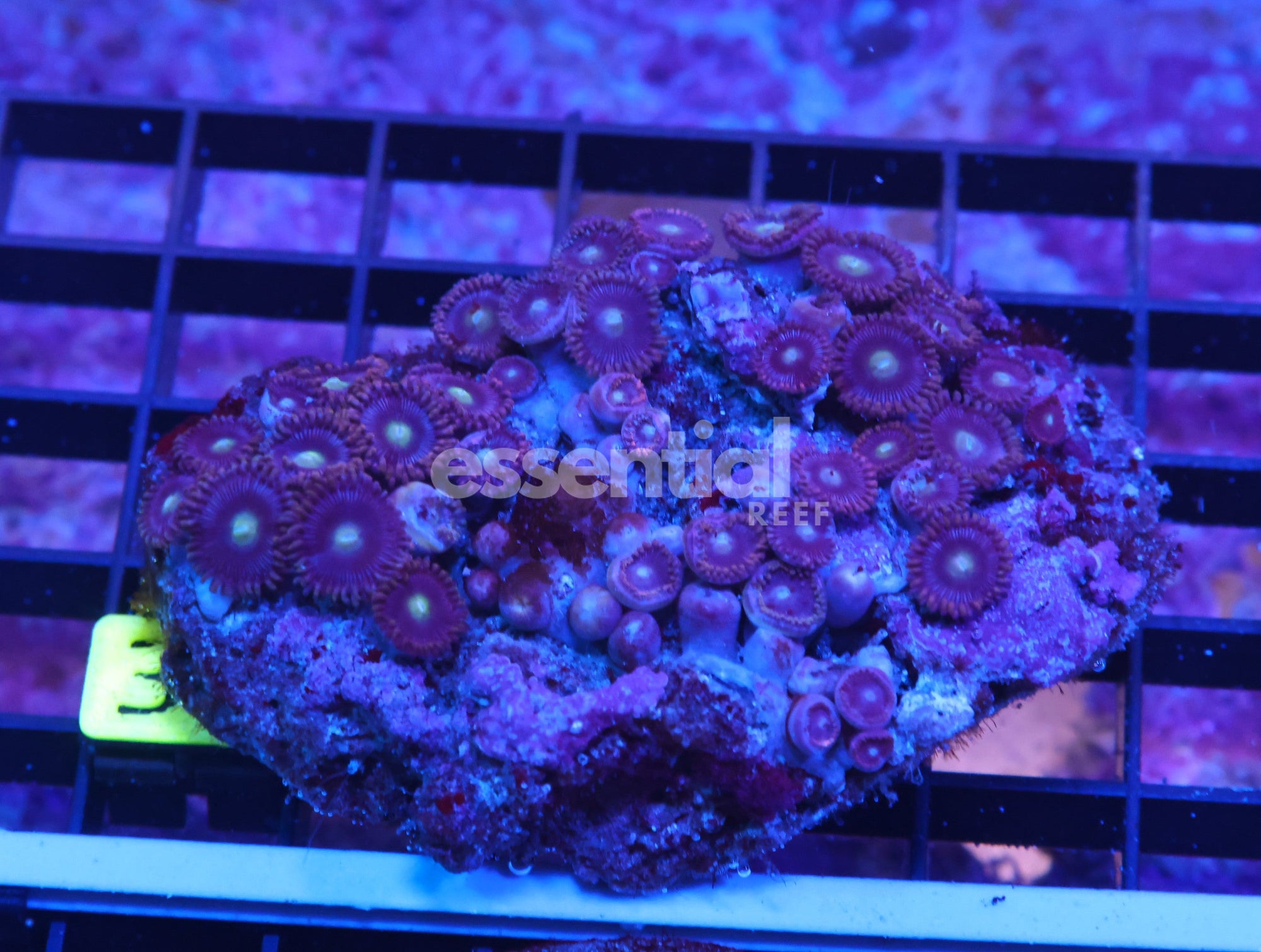 Watermarked - K33 - Indo Purple White Eye Zoa