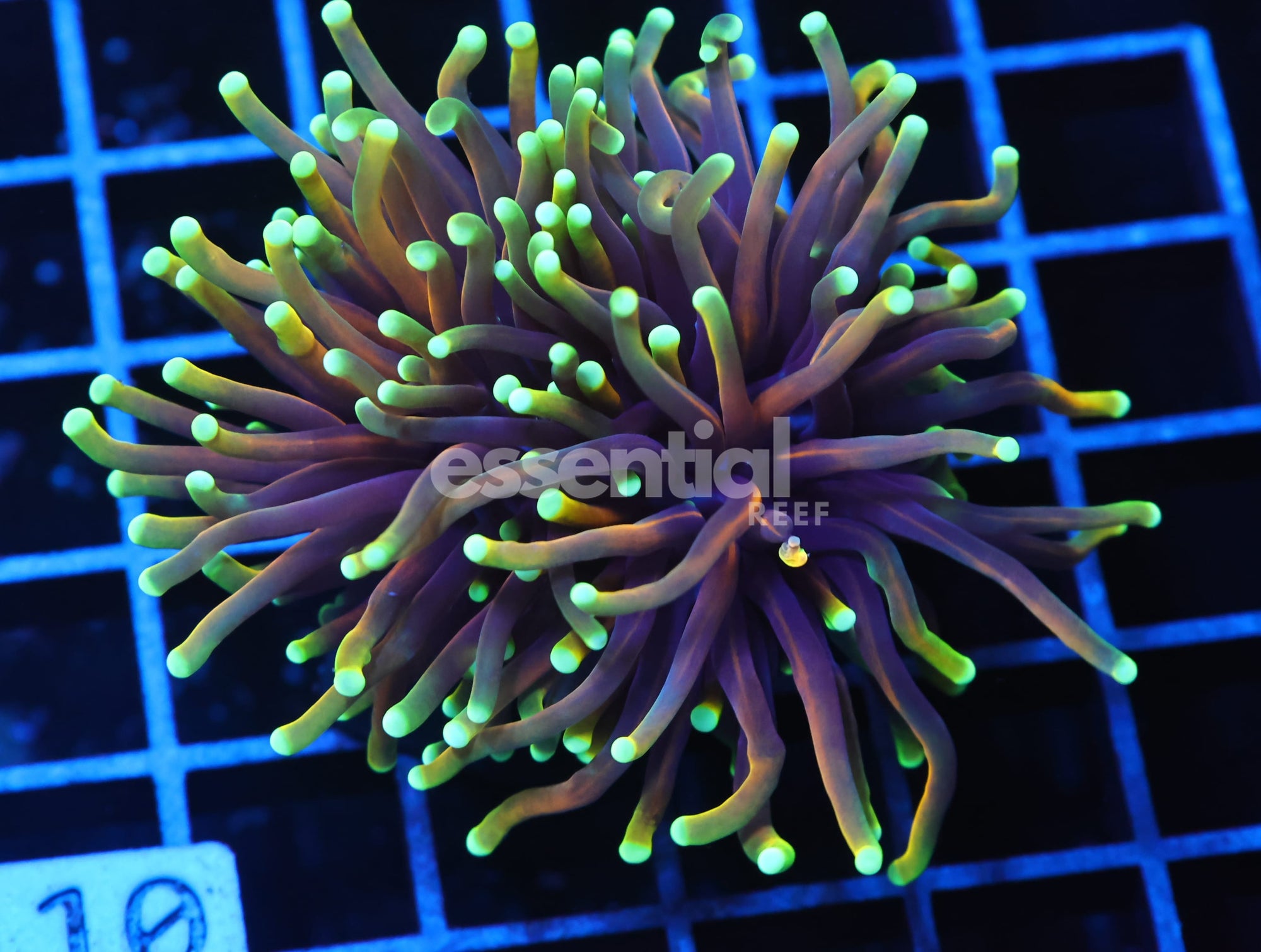 Watermarked - J110 - INDO TORCH HELLFIRE 1 HEAD