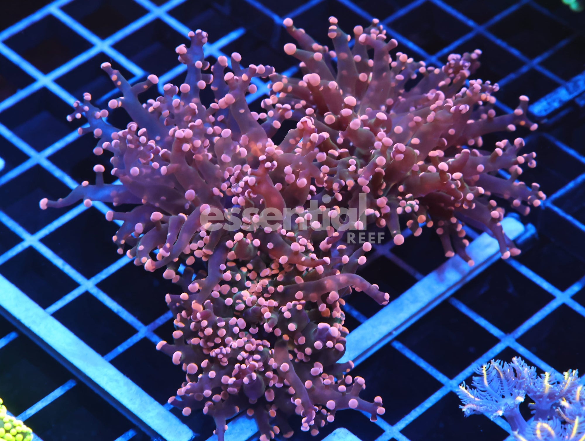 Watermarked - J111 - INDO FROGSPAWN BRANCH ORANGE 3 HEAD