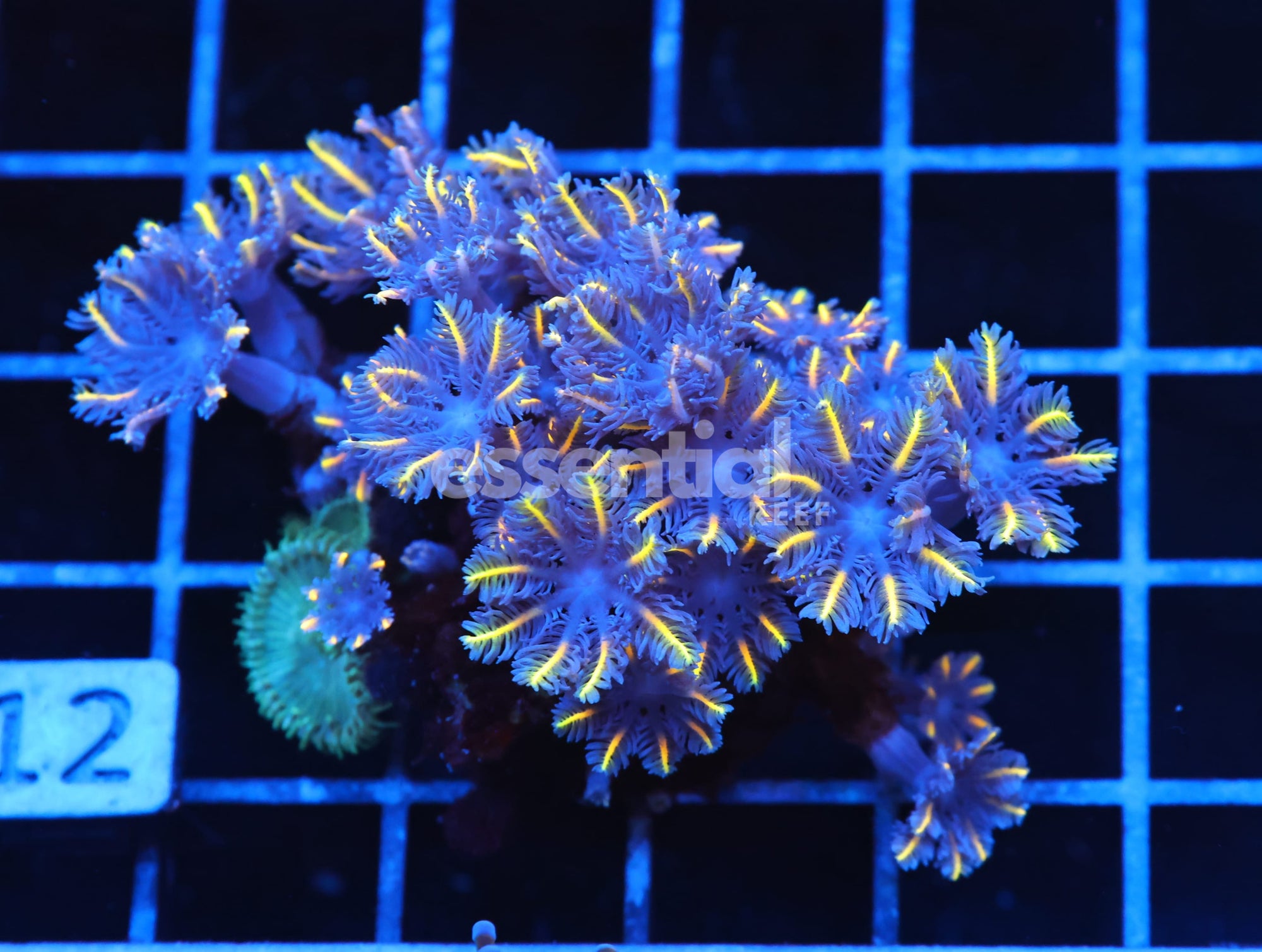 Watermarked - J112 - INDO GLOVE POLYP FIREWORKS