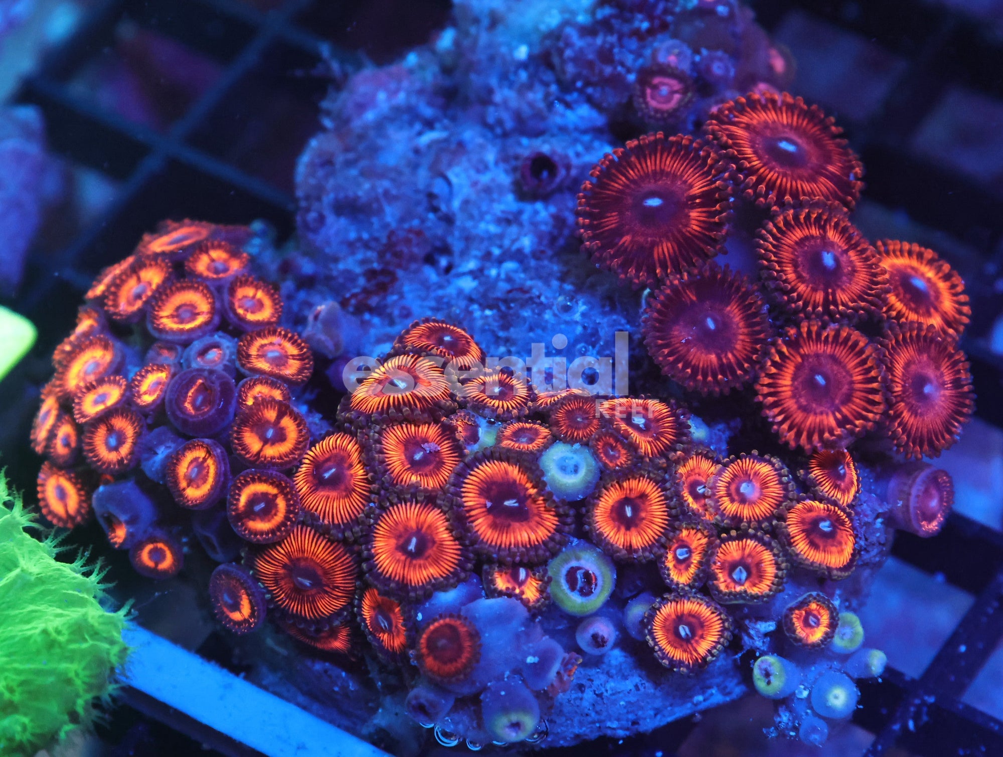 Watermarked - K31 - INDO COMBO ZOA ROCK