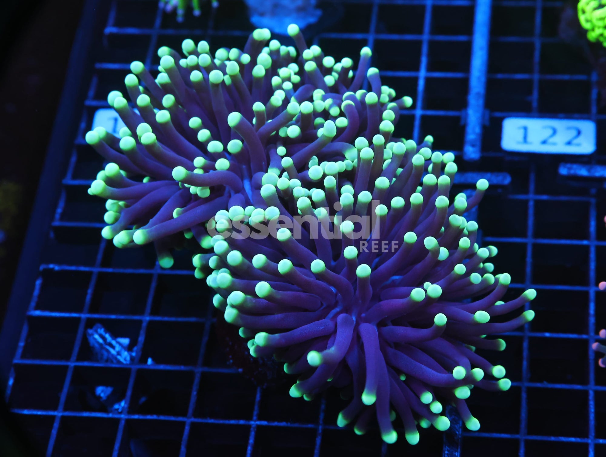 Watermarked - J116 - AUSSIE TORCH GREEN TIP PURPLE 2 HEAD