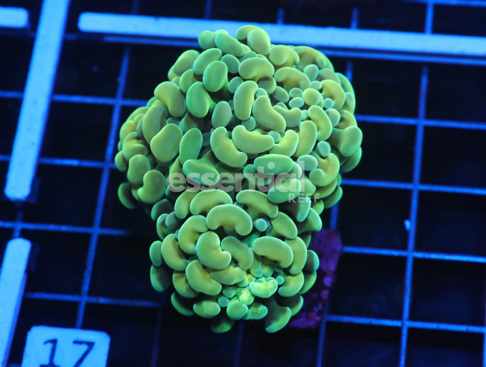 Watermarked - J17 - Indo Hammer Branch Gold 3 Head