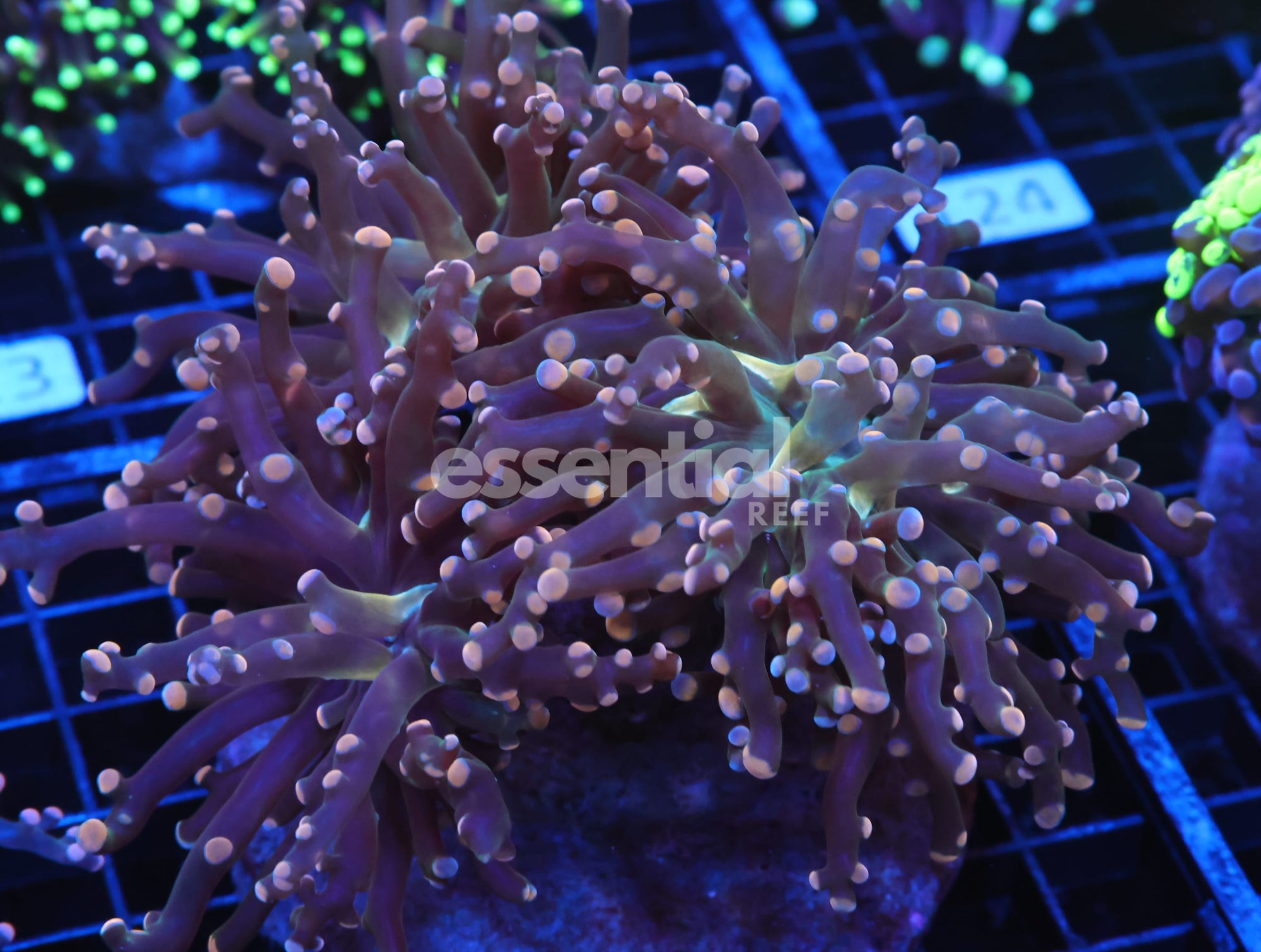 Watermarked - J118 - INDO FROGSPAWN BRANCH ORANGE 4 HEAD