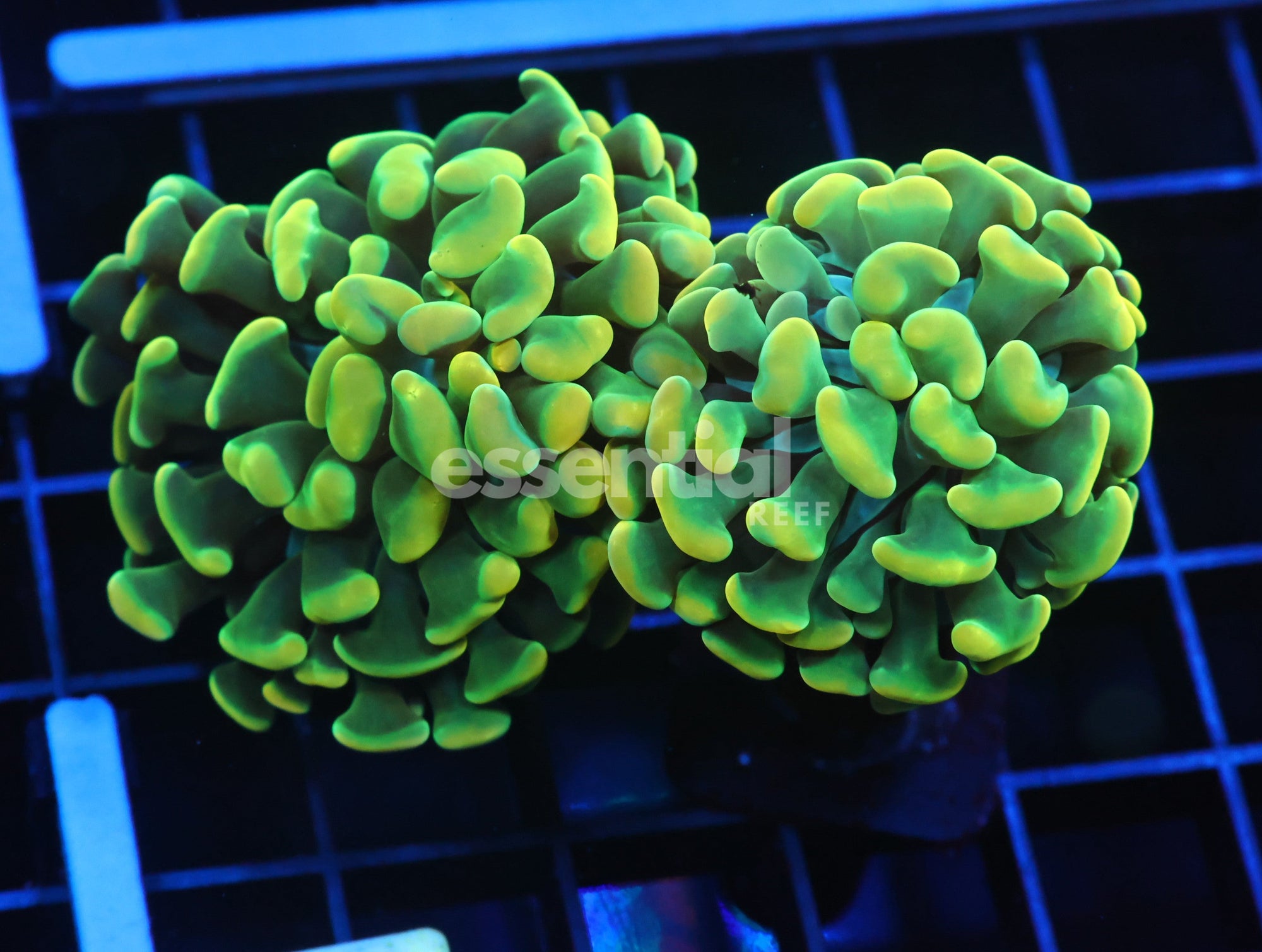 Watermarked - J20 - Indo Hammer Branch Gold 2 Head