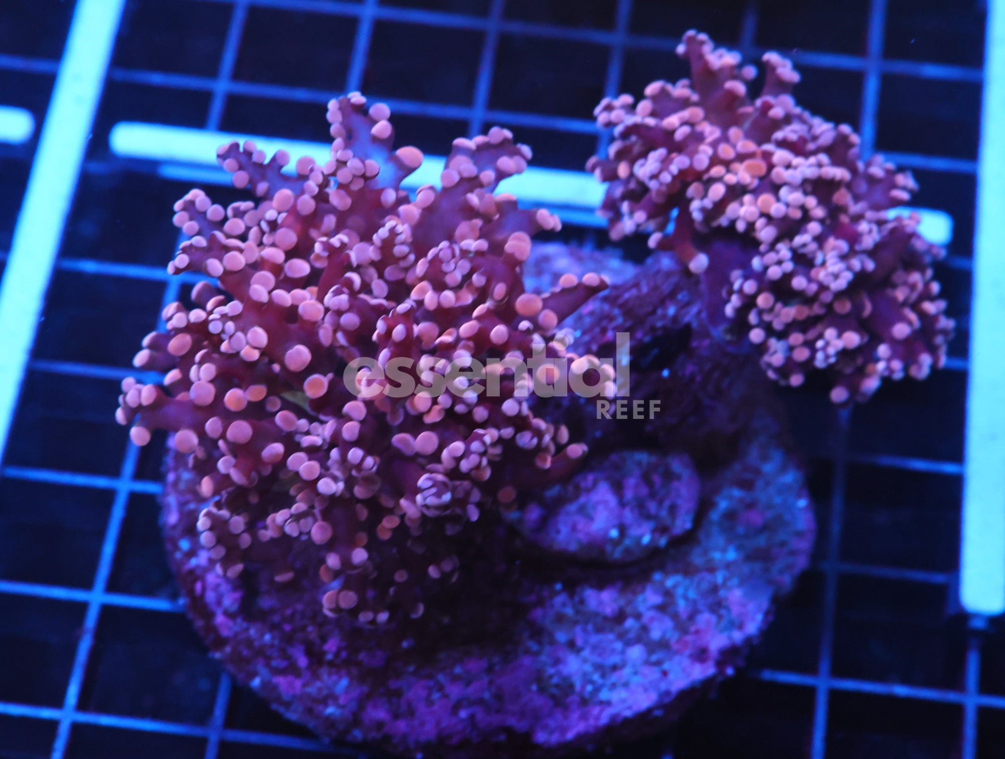 Watermarked - J22 - INDO FROGSPAWN BRANCH PEACH 2 HEAD