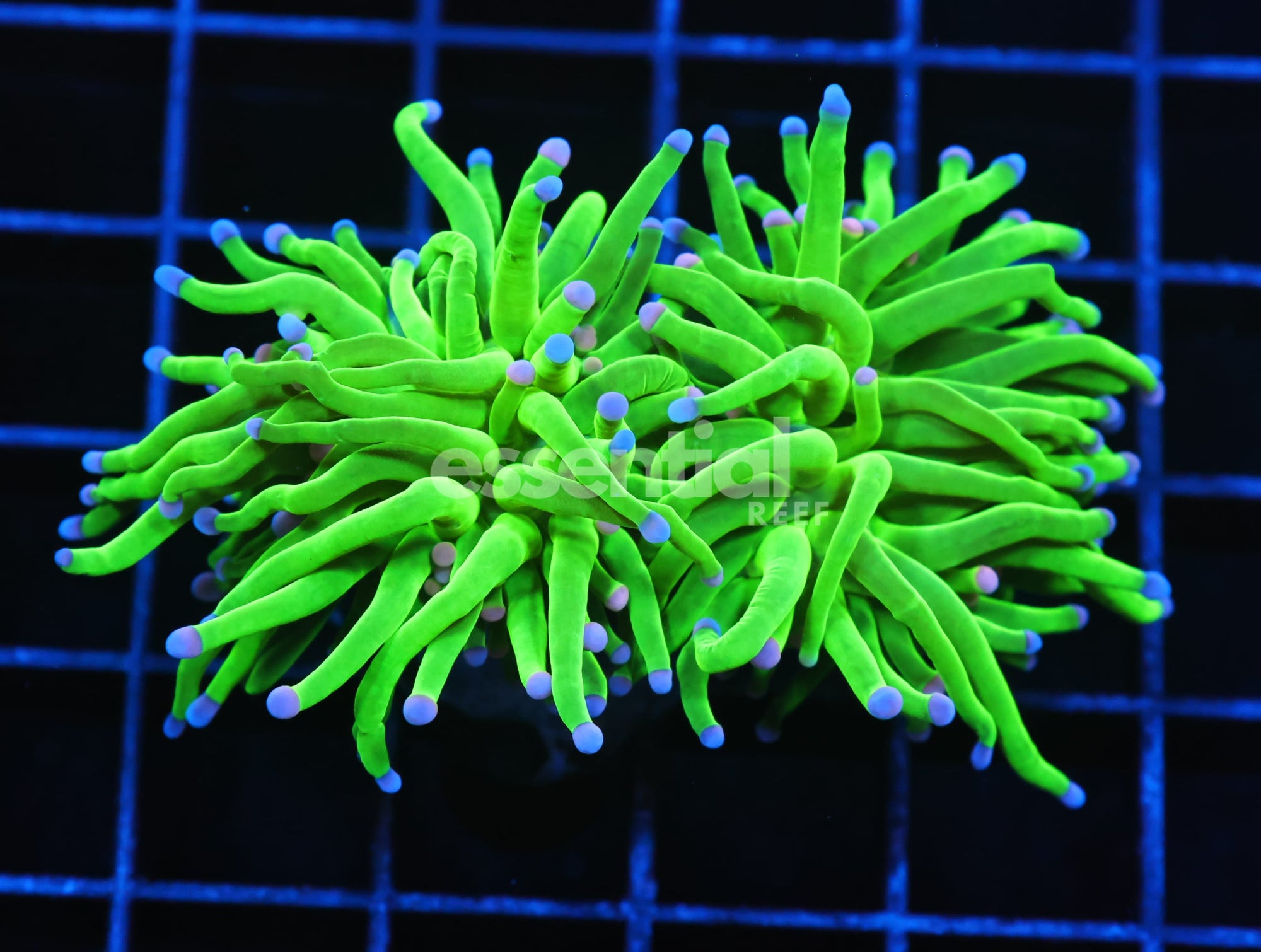 Watermarked - J121 - INDO TORCH GREEN VARIANT 2 HEAD