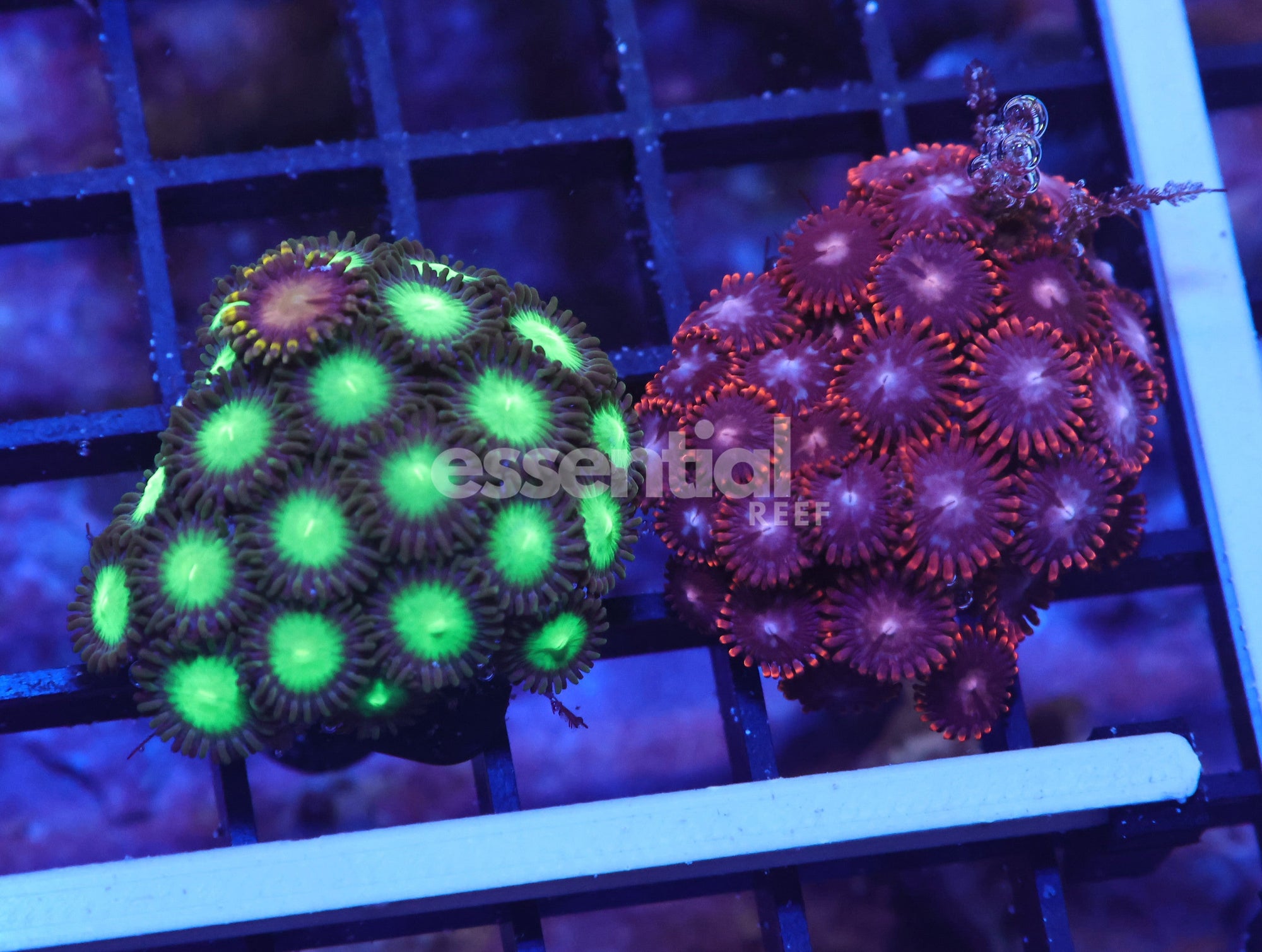 Watermarked - K43 - 2PK ZOA COMBO CULTURED