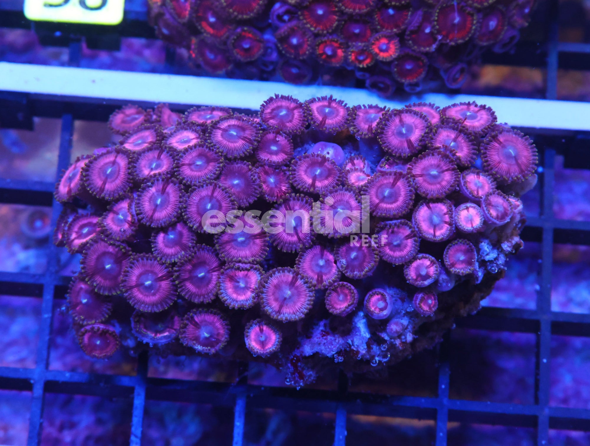 Watermarked - K53 - Indo Hot Pink Zoa