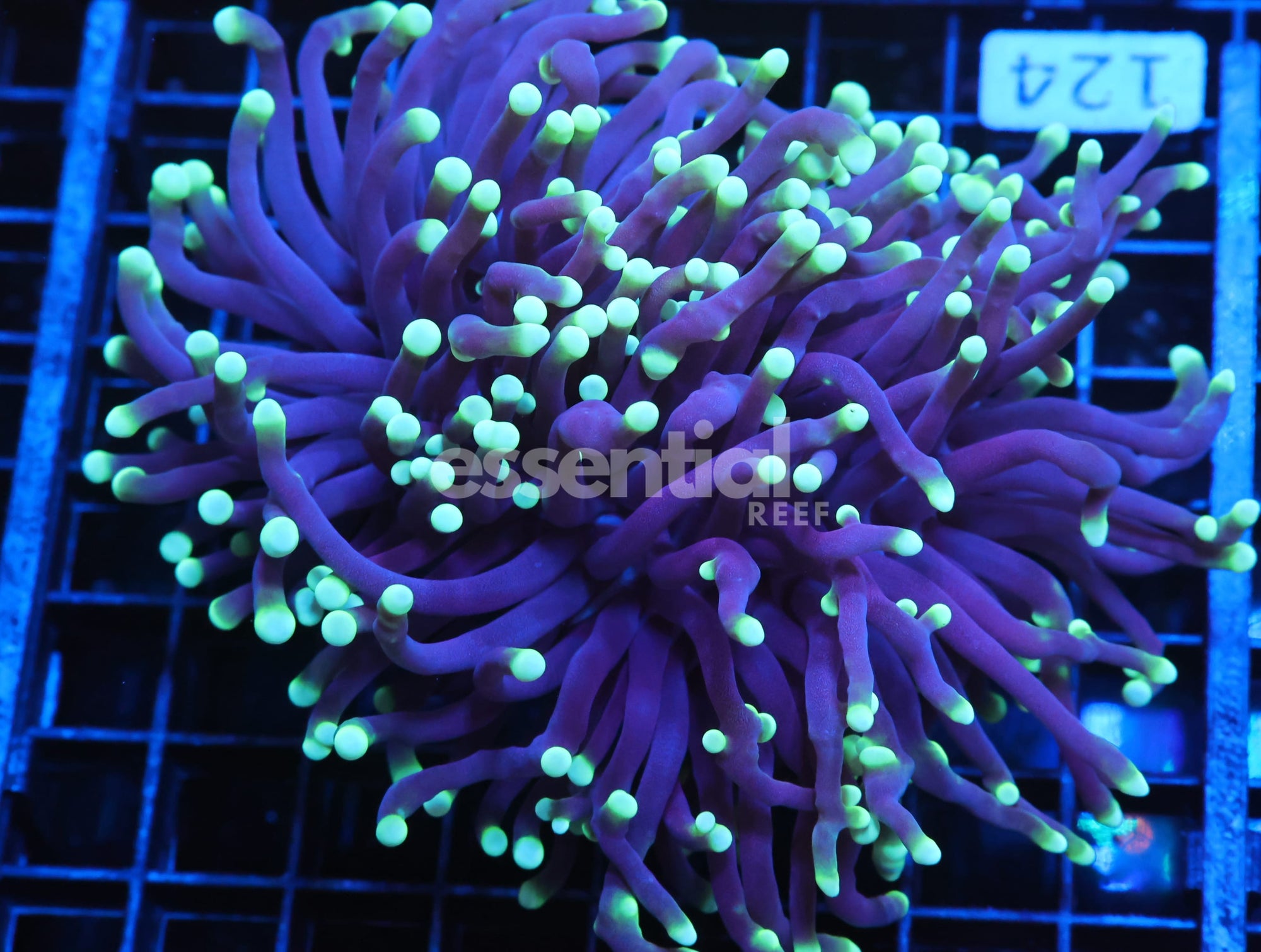 Watermarked - J124 - AUSSIE TORCH GREEN TIP PURPLE 2 HEAD